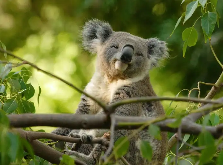 澳洲系列-動物篇-封面