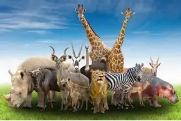 111年金鐘獎入圍節目-i動物進行式(兒童節目&主持人獎)-封面