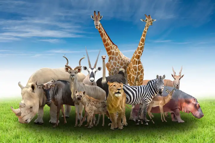 114年廣播金鐘獎入圍節目-i動物進行式(兒童節目獎&主持人獎)-封面