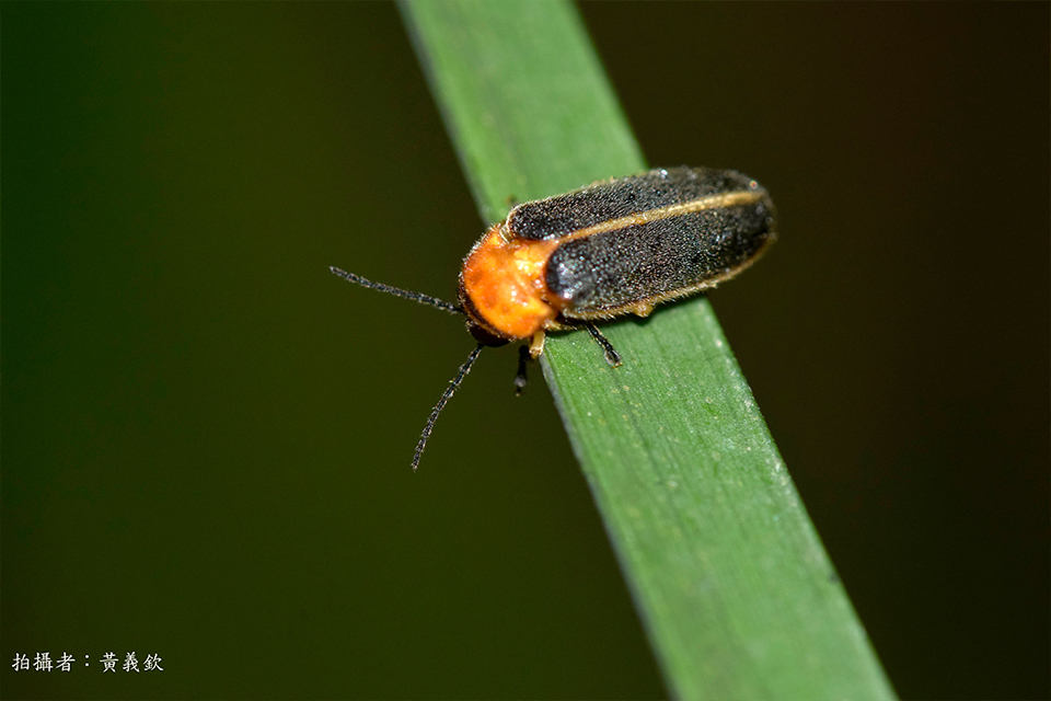 image of a planet called Pegasi B