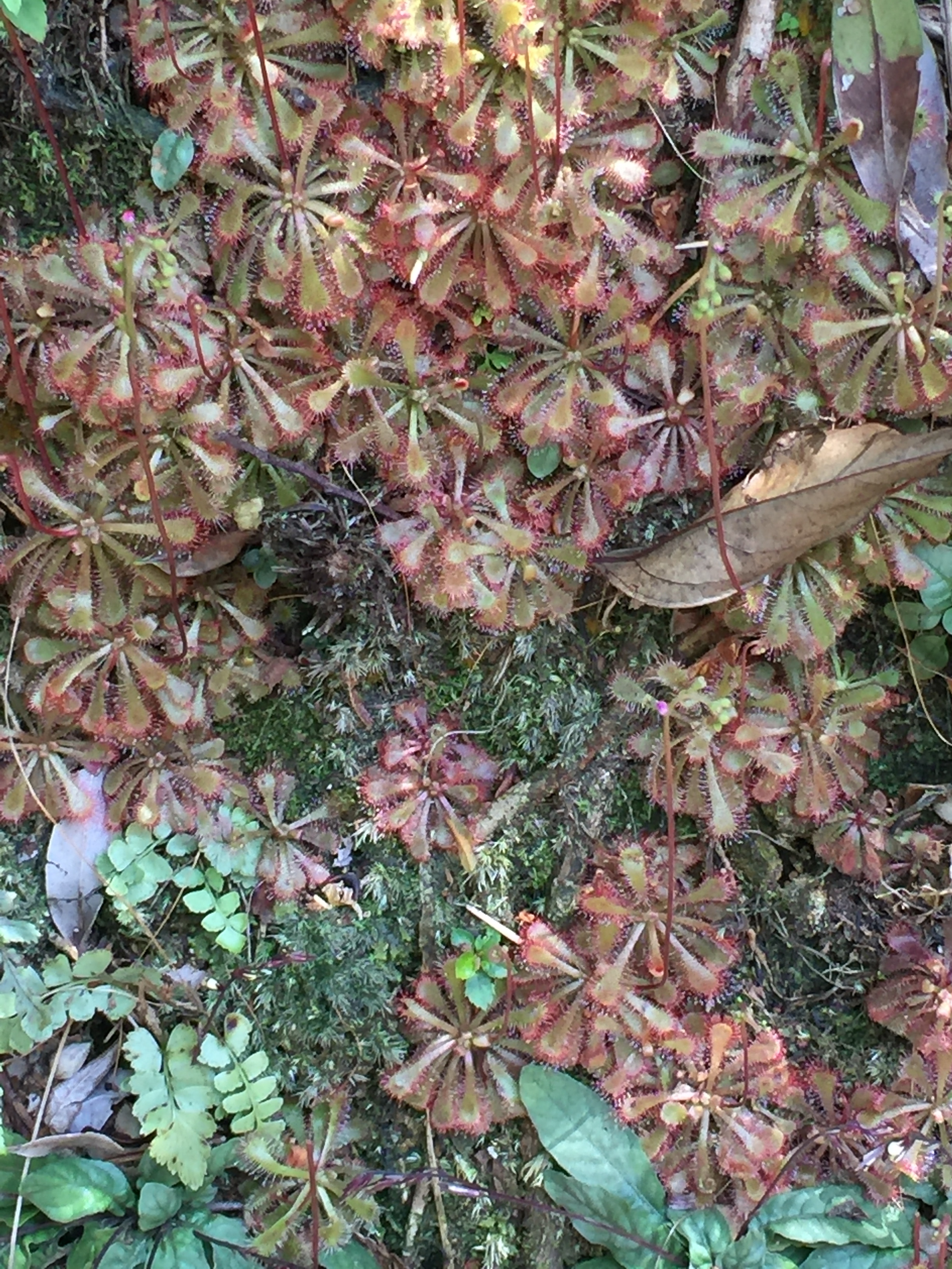 生物多樣性的重要
