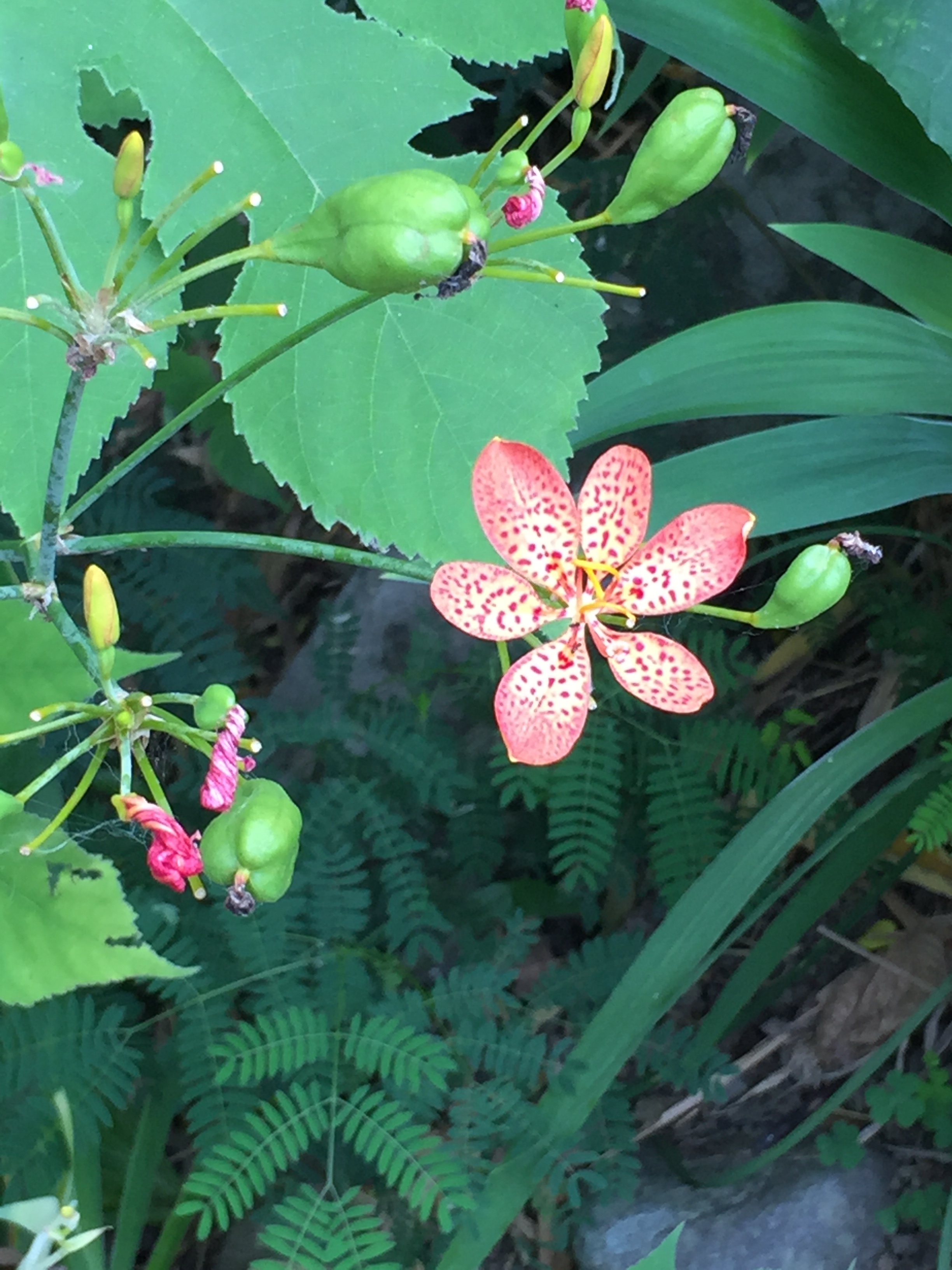 生物多樣性的重要