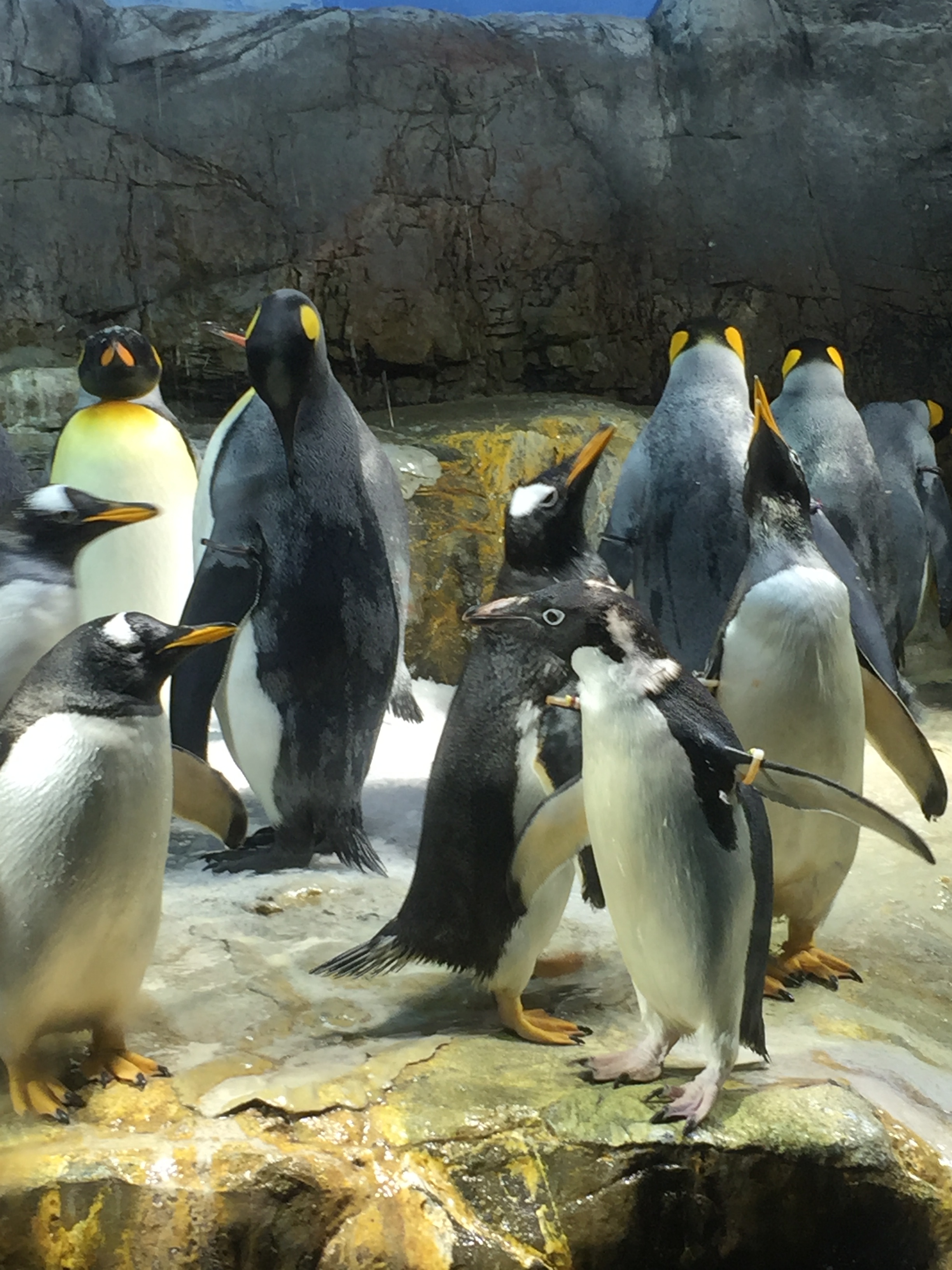 物種消失的危機