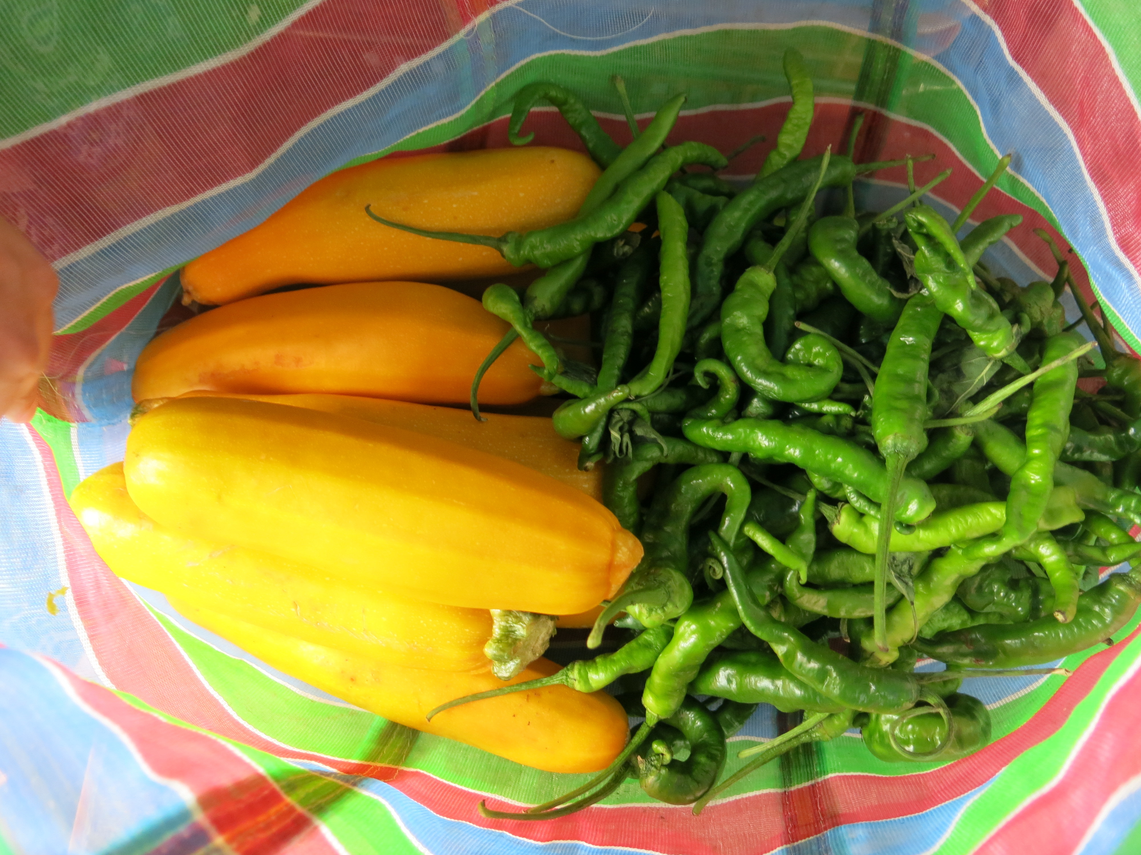 金黃櫛瓜和翠綠辣椒，堪稱最漂亮的醜蔬果