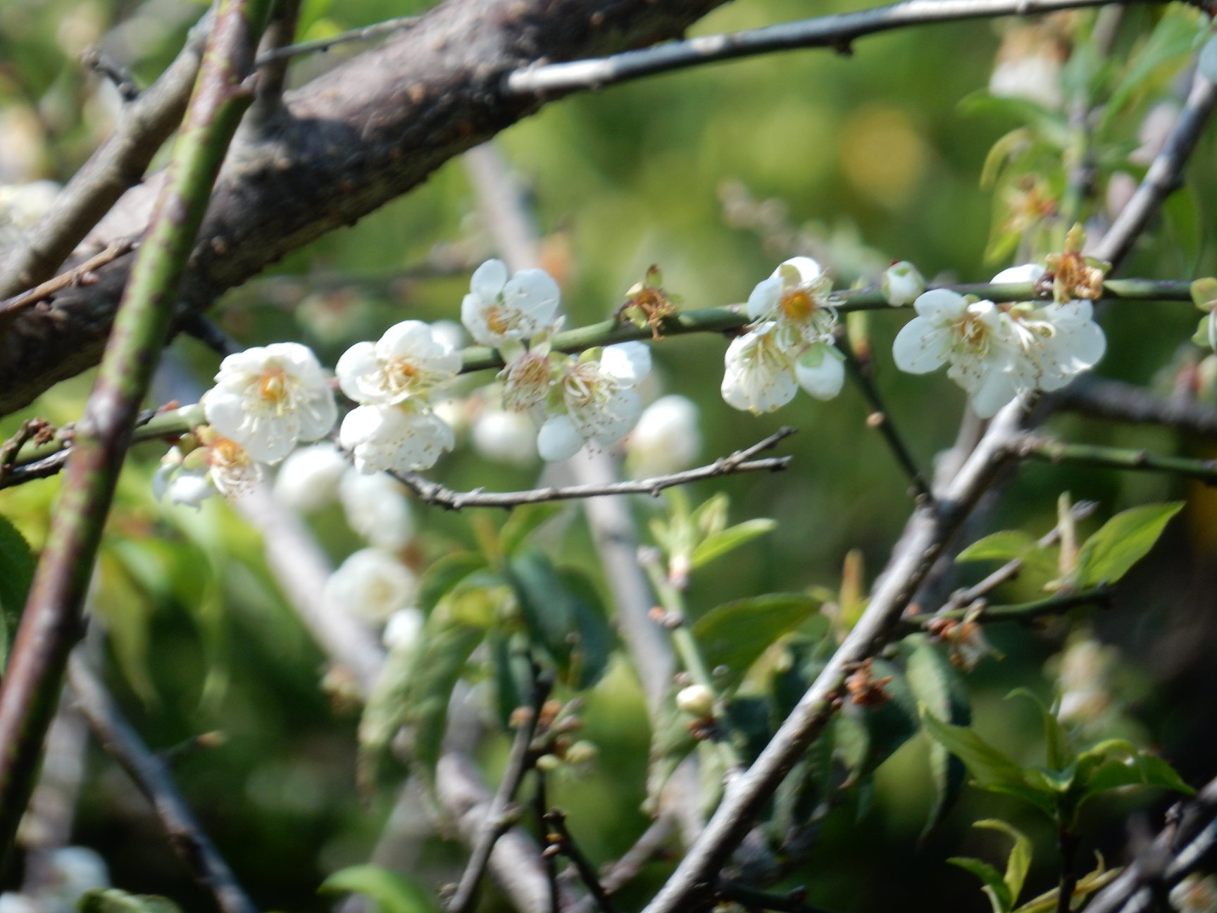 蘿蔔成金，灣雅社區的故事