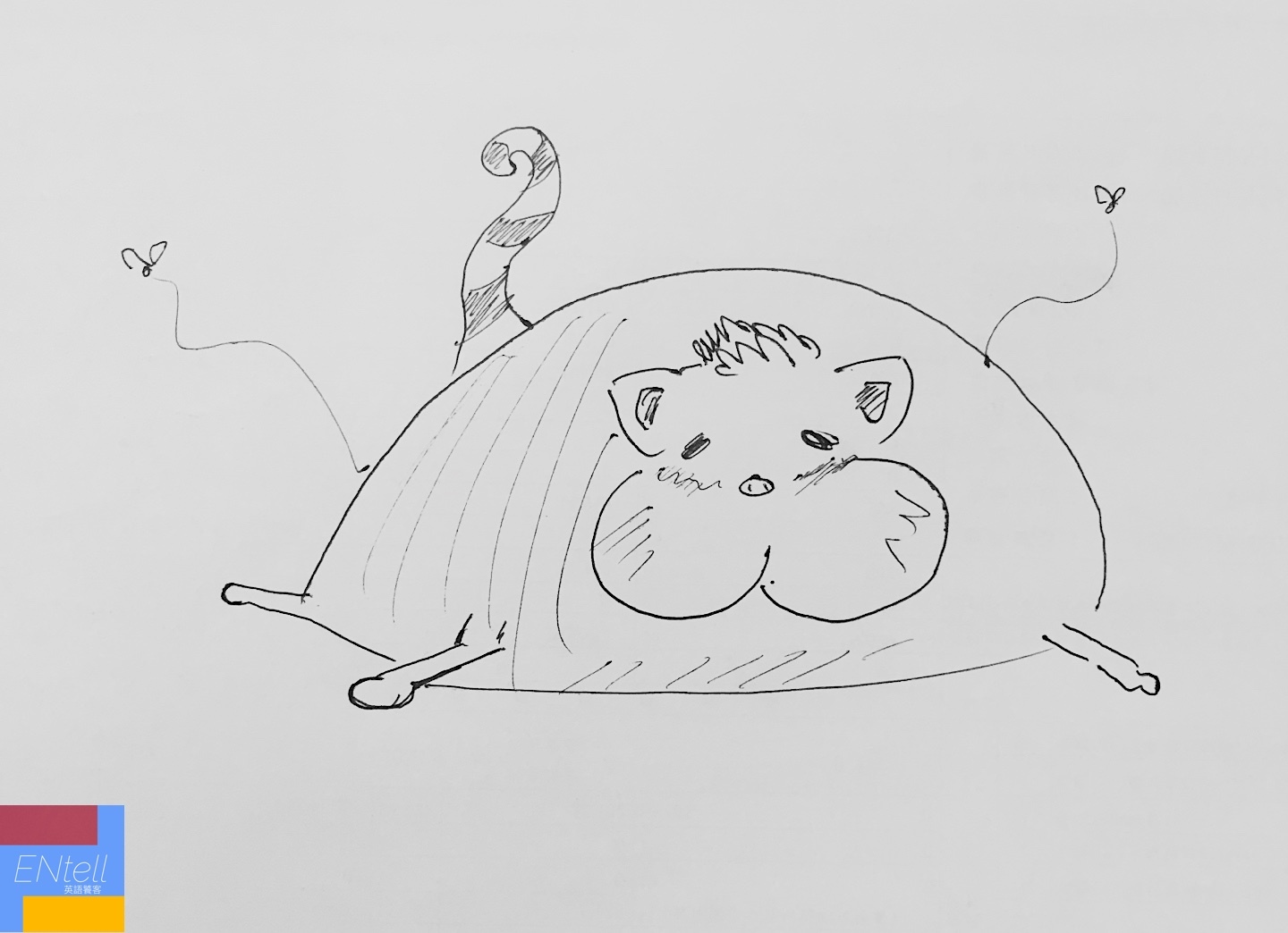 聽你就知道這隻貓是什麼貓了！
