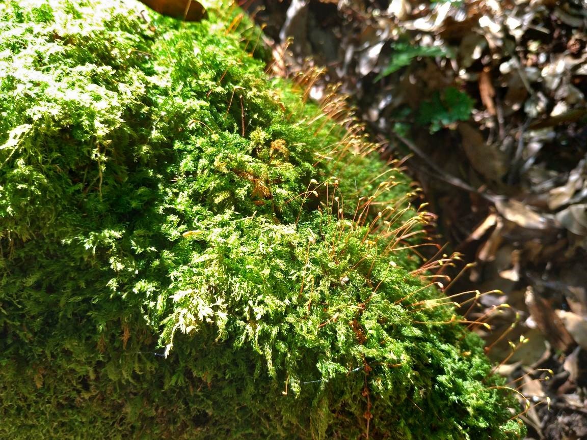 觀霧國家森林遊樂區蜜月小徑附生植物(新竹林區管理處提供)