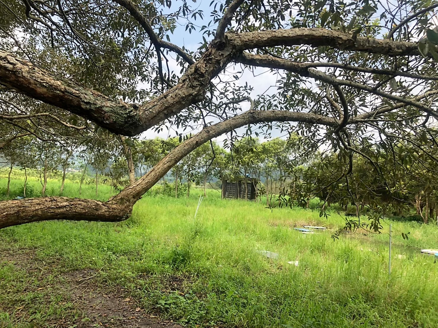 南投魚池「頭社古日潭浮田」正式被登錄為文化景觀。(圖片來源：南投縣文化局)
