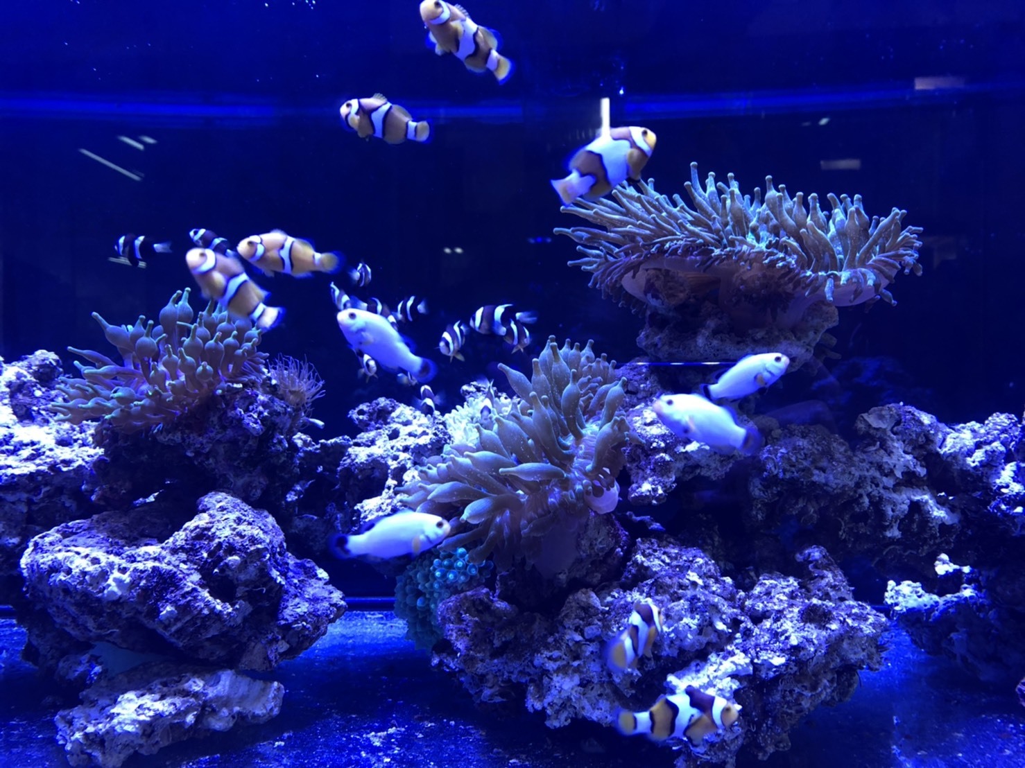 30隻小丑魚寶寶到和美國小