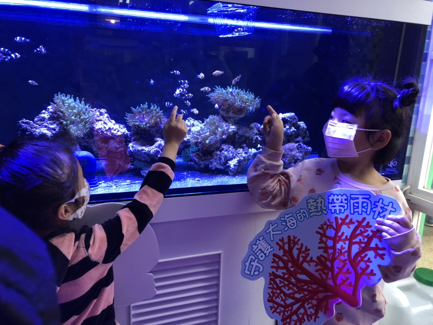 30隻小丑魚寶寶到和美國小 產官學將合作復育讓他們順利回家