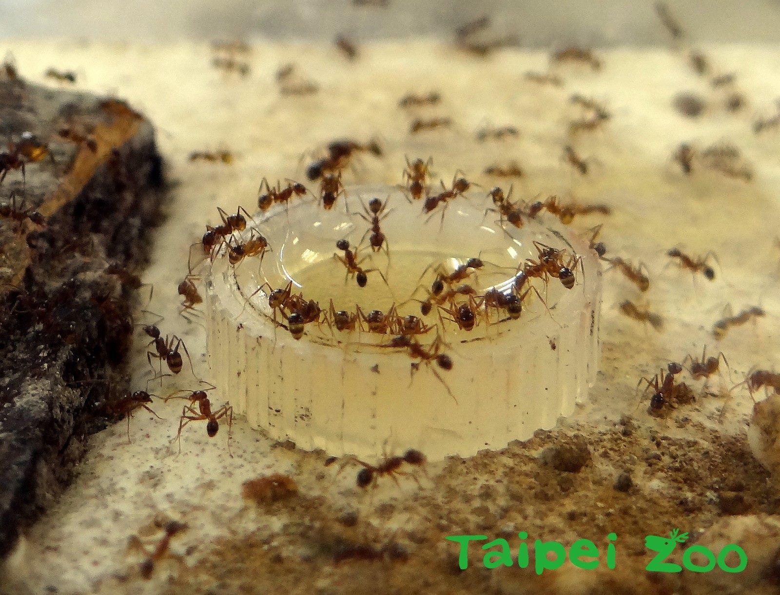 大頭家蟻遇到威脅會團結抵抗外敵