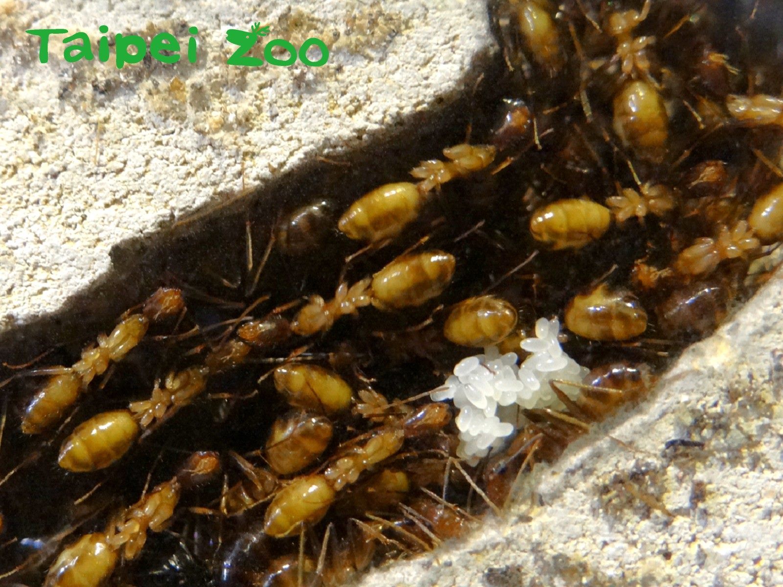 高雄巨山蟻個性溫和
