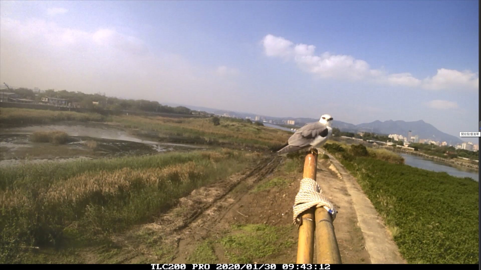 社子島濕地設置棲架，黑翅鳶現身