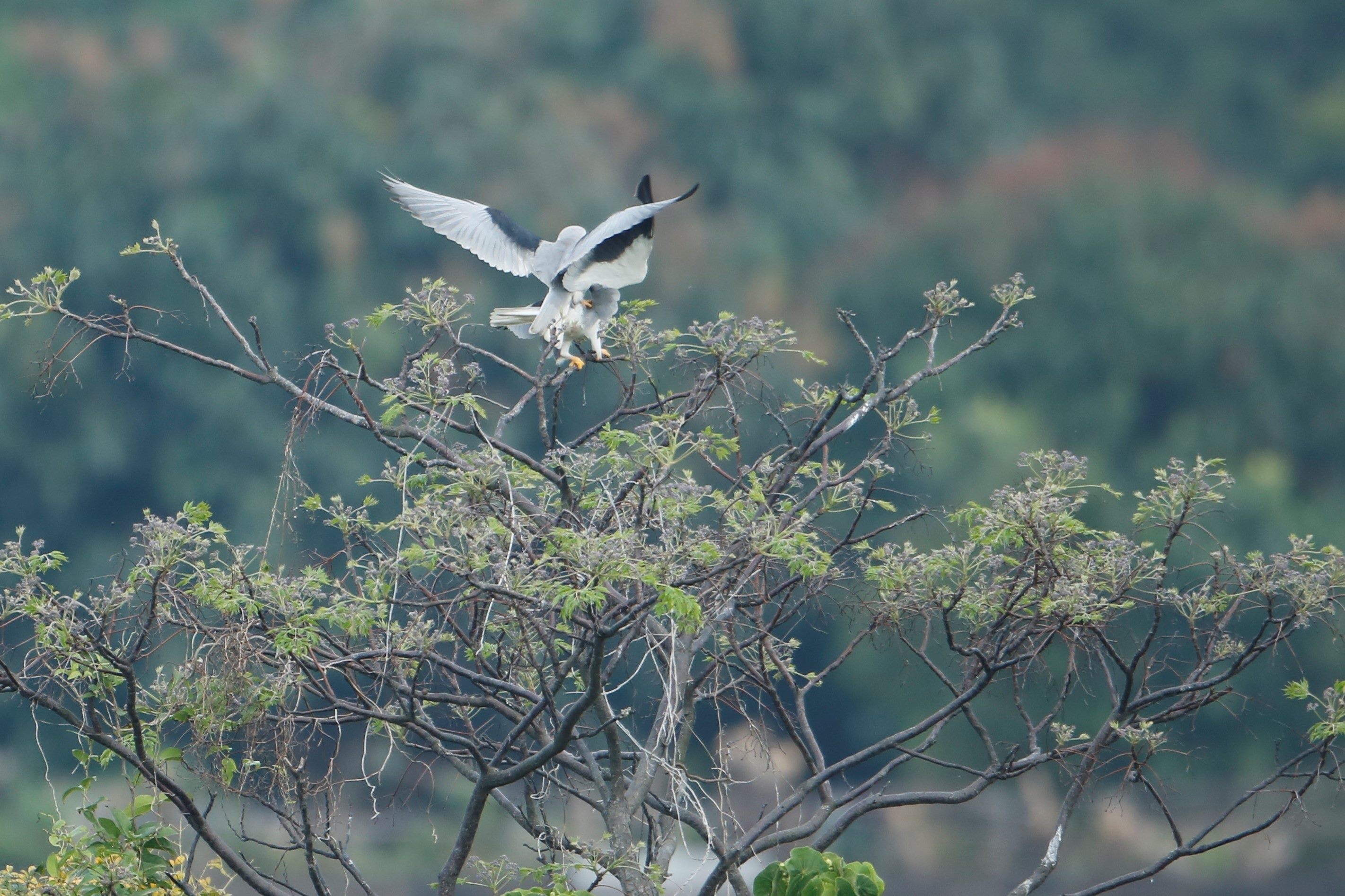 苦楝樹上黑翅鳶