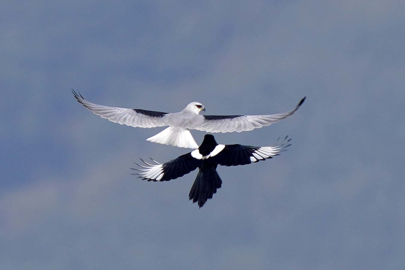黑翅鳶遨翔空中