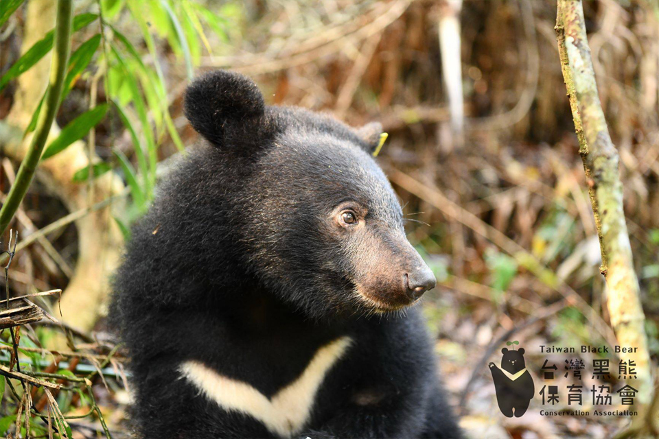 照片由臺灣黑熊保育協會提供