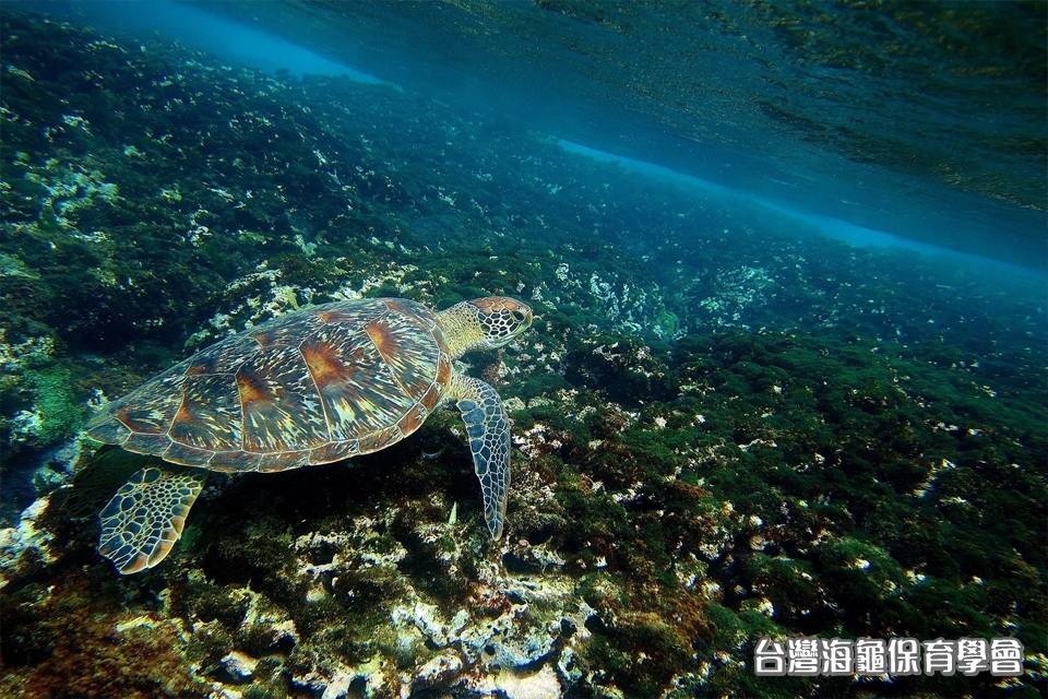 照片由臺灣海龜保育學會提供