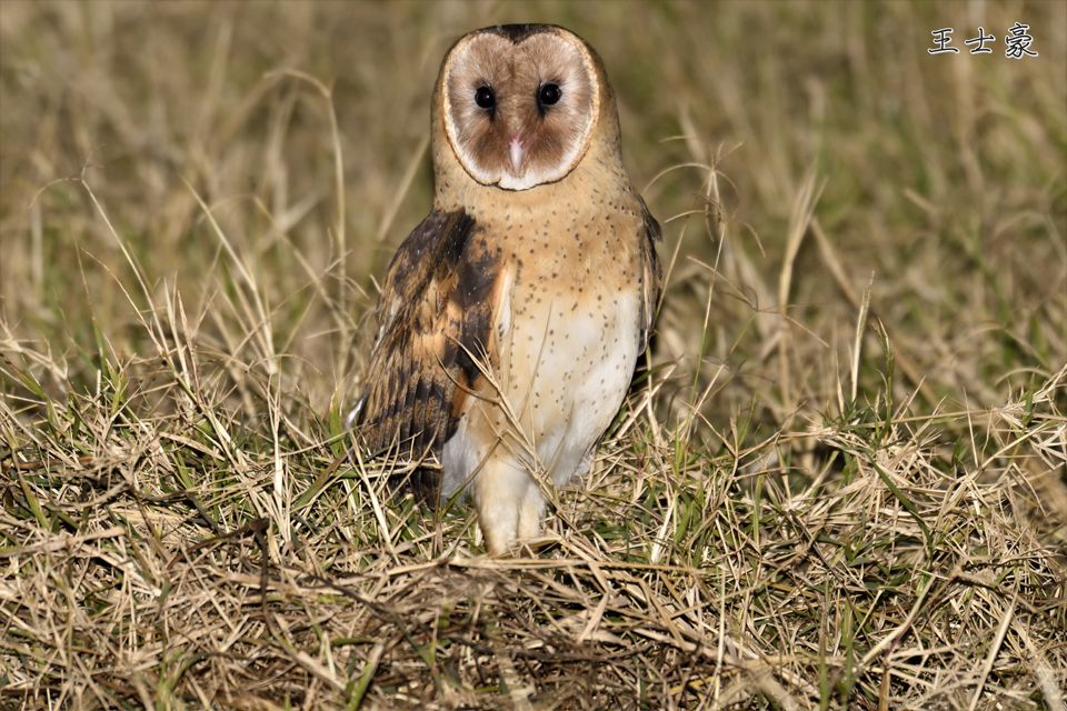 照片由王士豪同意授權本節目使用。