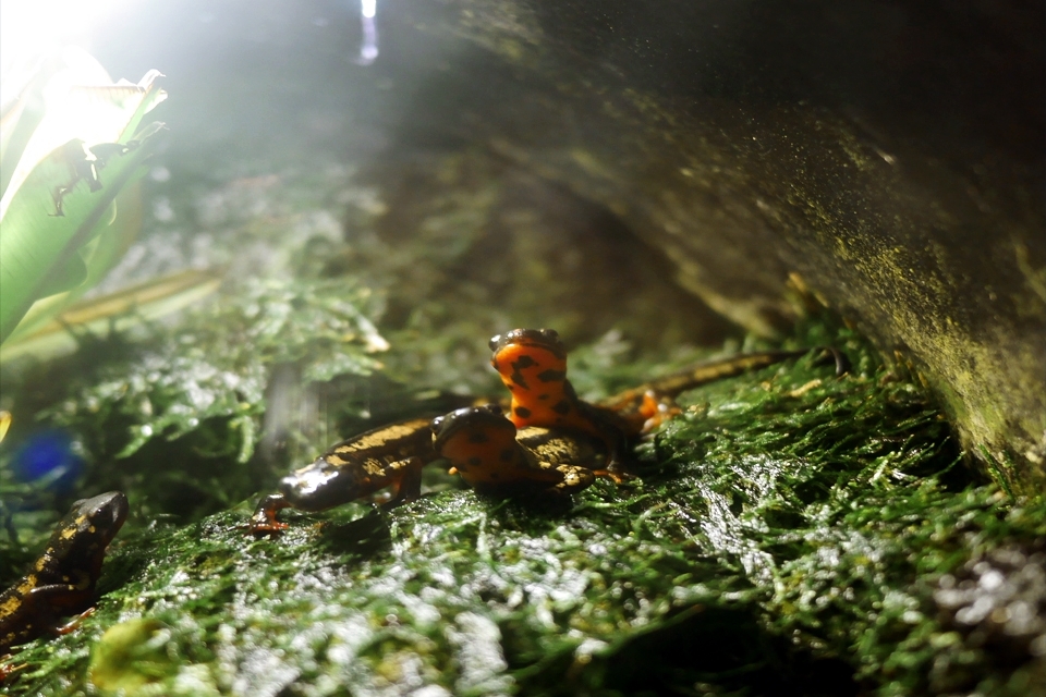 兩棲類的生態危機