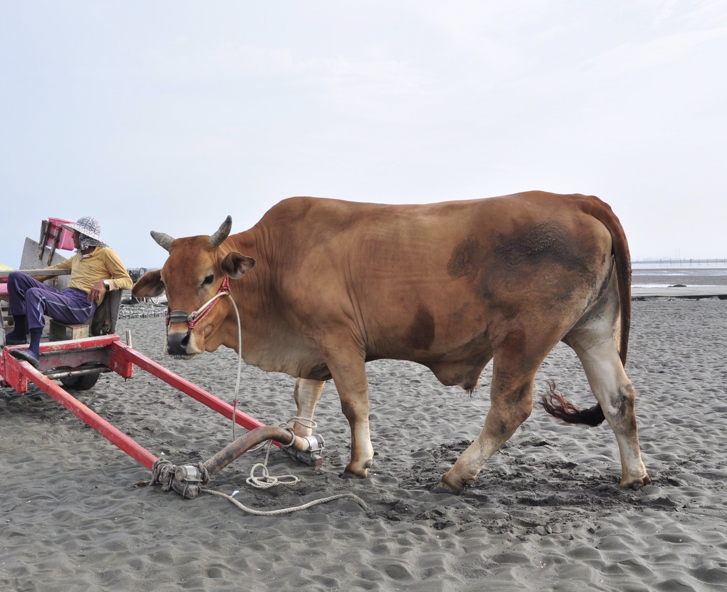 全臺唯一的海牛文化在彰化縣 (照片: 彰化縣政府)