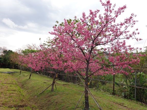 都市景觀新櫻花品種能讓都市人休閒賞櫻活動變得唾手可得。(農委會提供)