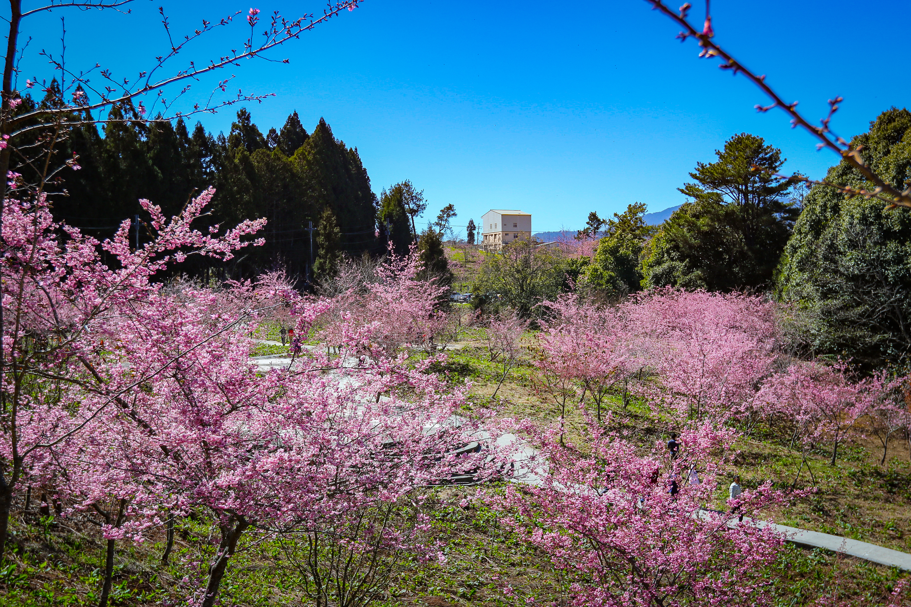 梨山風景區福壽山農場內千櫻園種植多種櫻花(圖片來源：參山處)