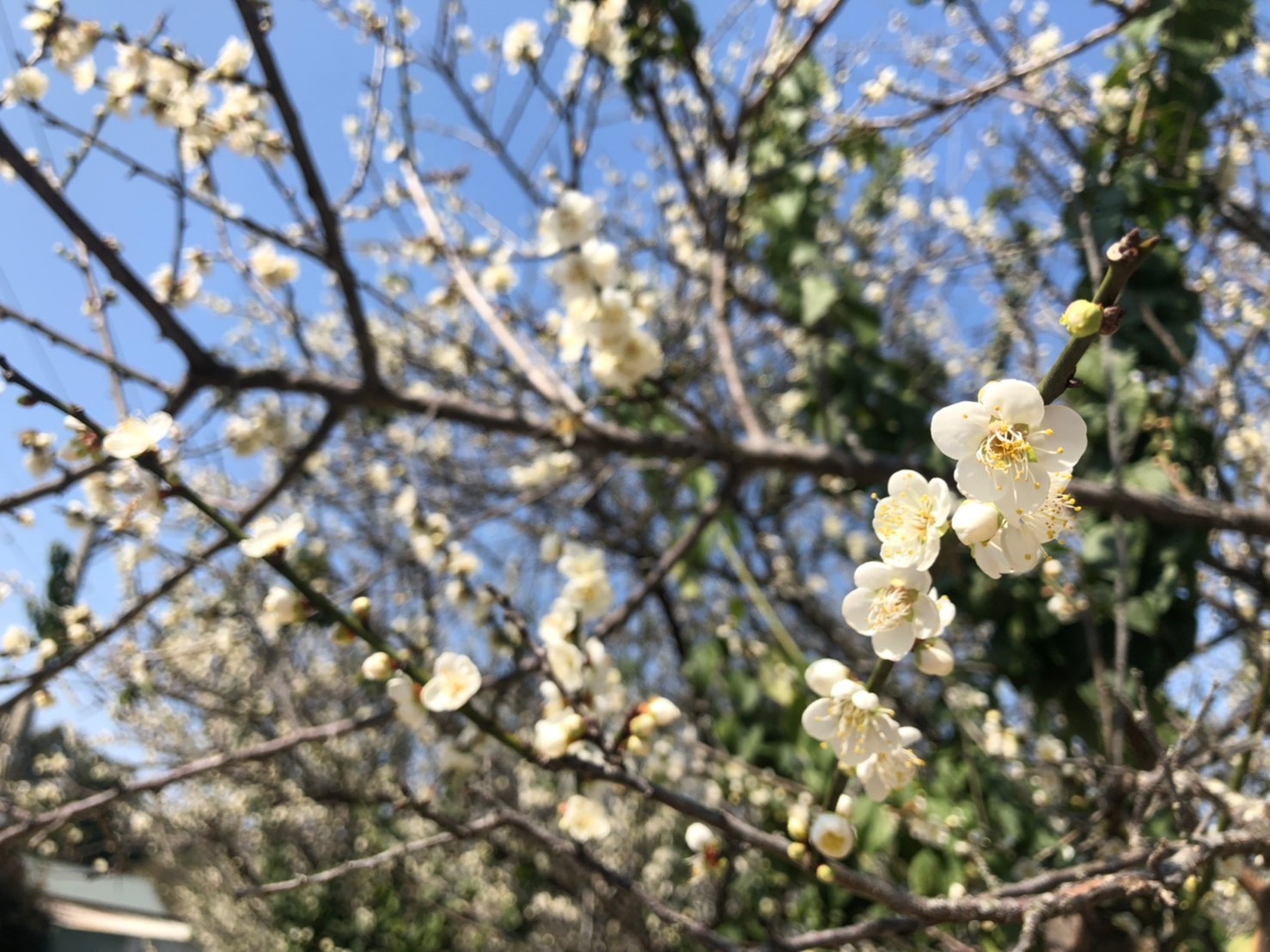 八卦山上的梅花也正盛開(圖片來源：參山處)