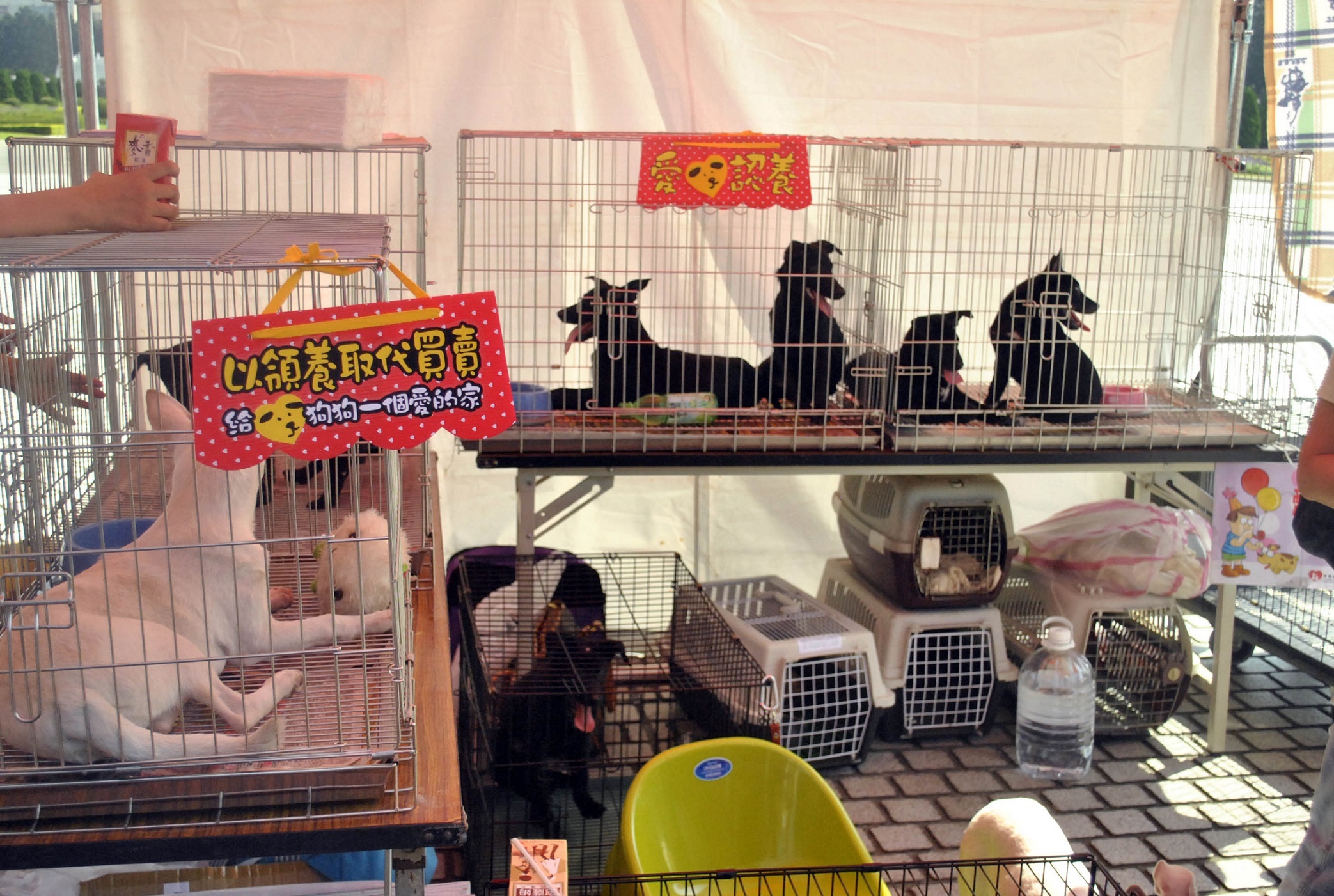 流浪動物之家基金會，積極推廣愛心認養