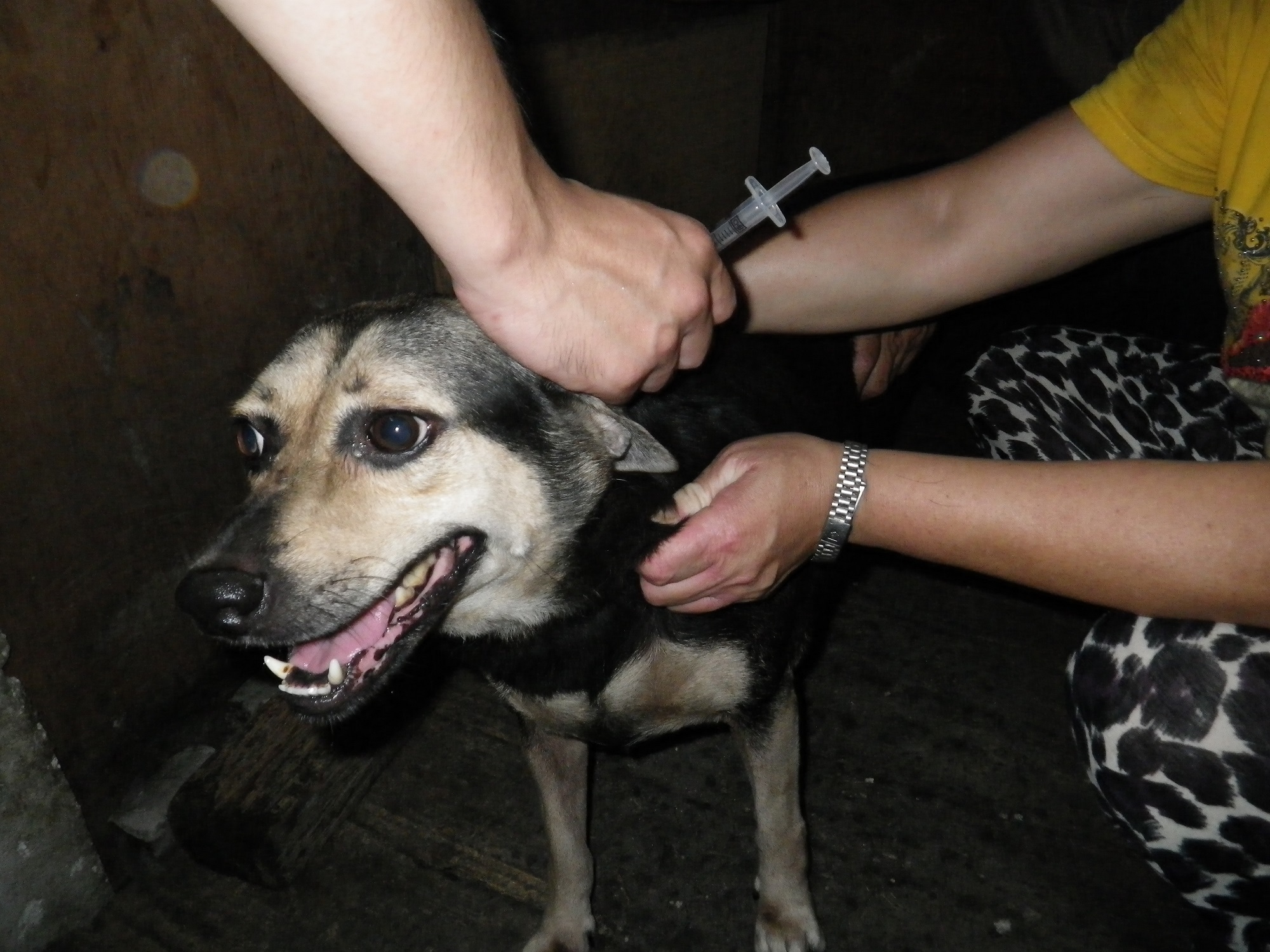 救援回來的每隻浪貓浪狗，都會定期施打疫苗