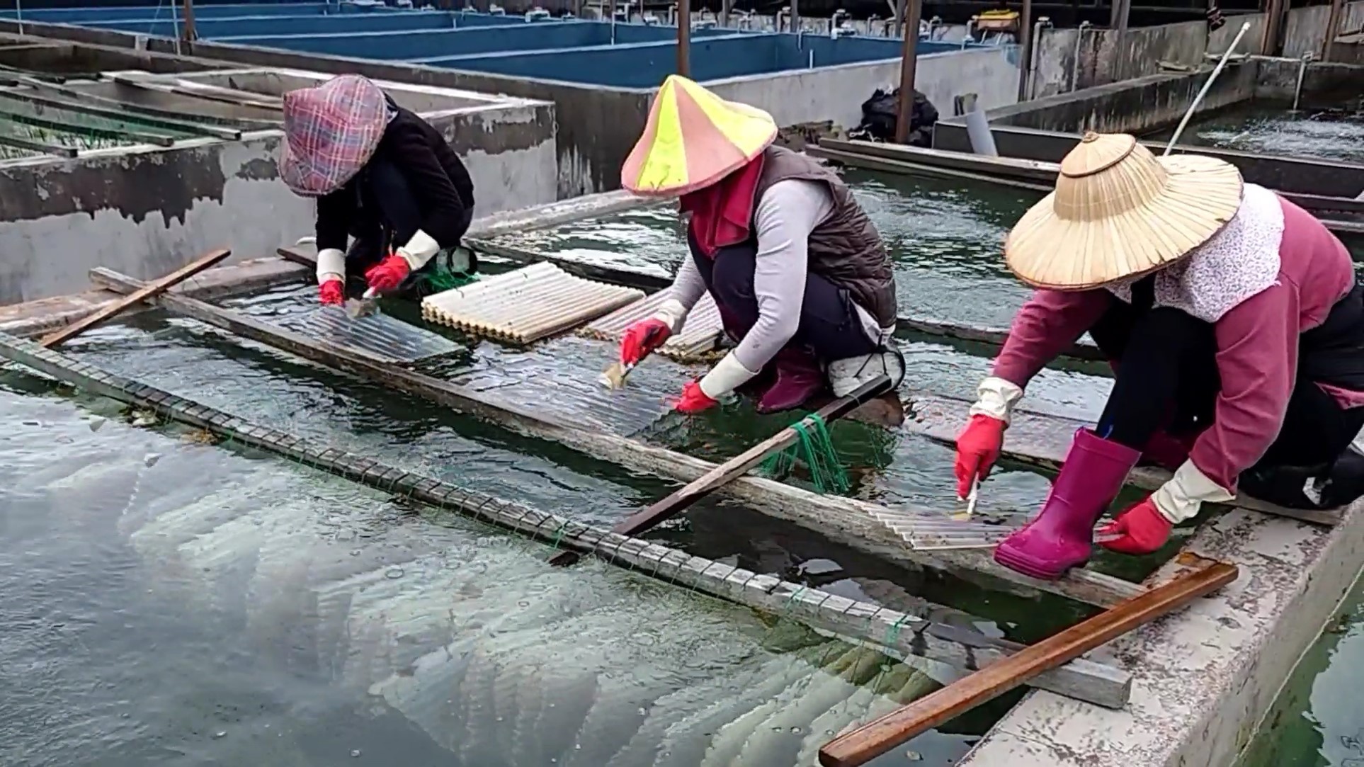 培育人員正輕輕的將九孔寶寶刷入已鋪設好五腳磚的九孔育成池。