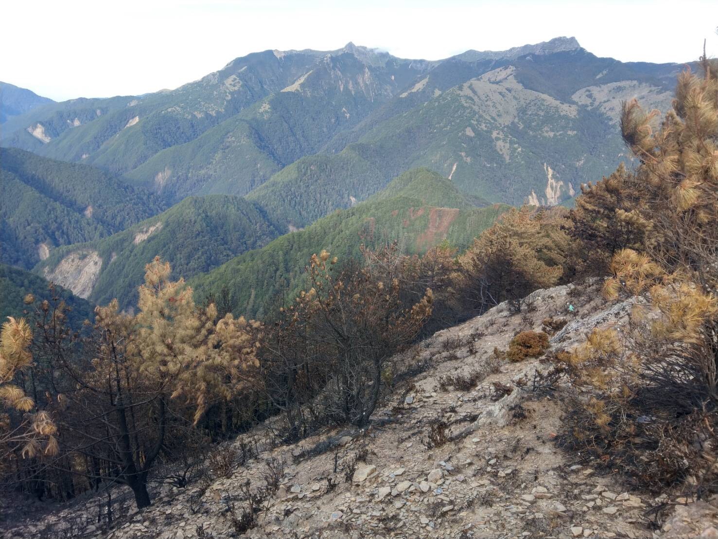 玉山八通關林地大火災後現地照片。(林務局提供)