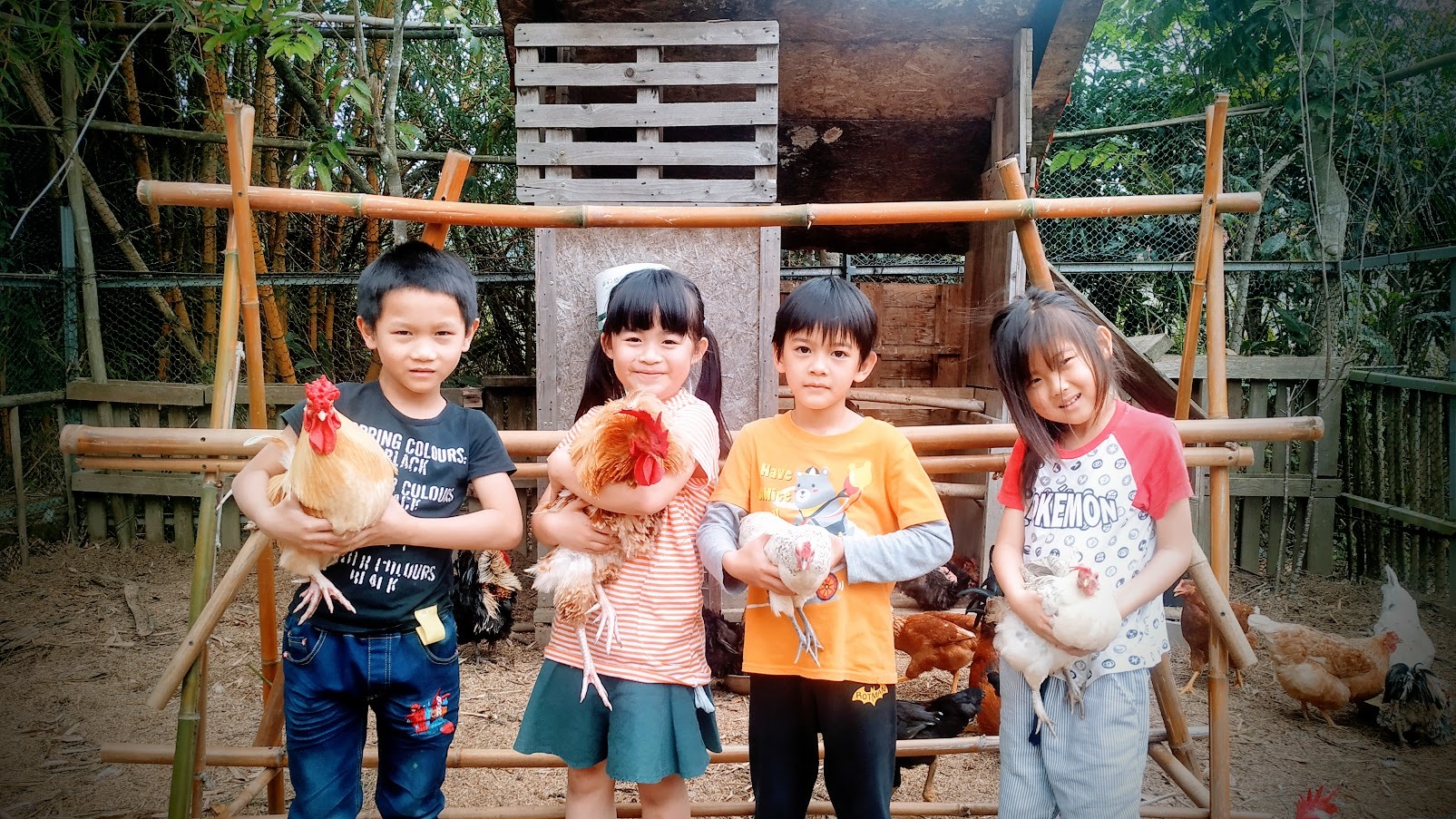 「養雞」培養學生的責任感和憐憫心（圖片來源：大坪分校）