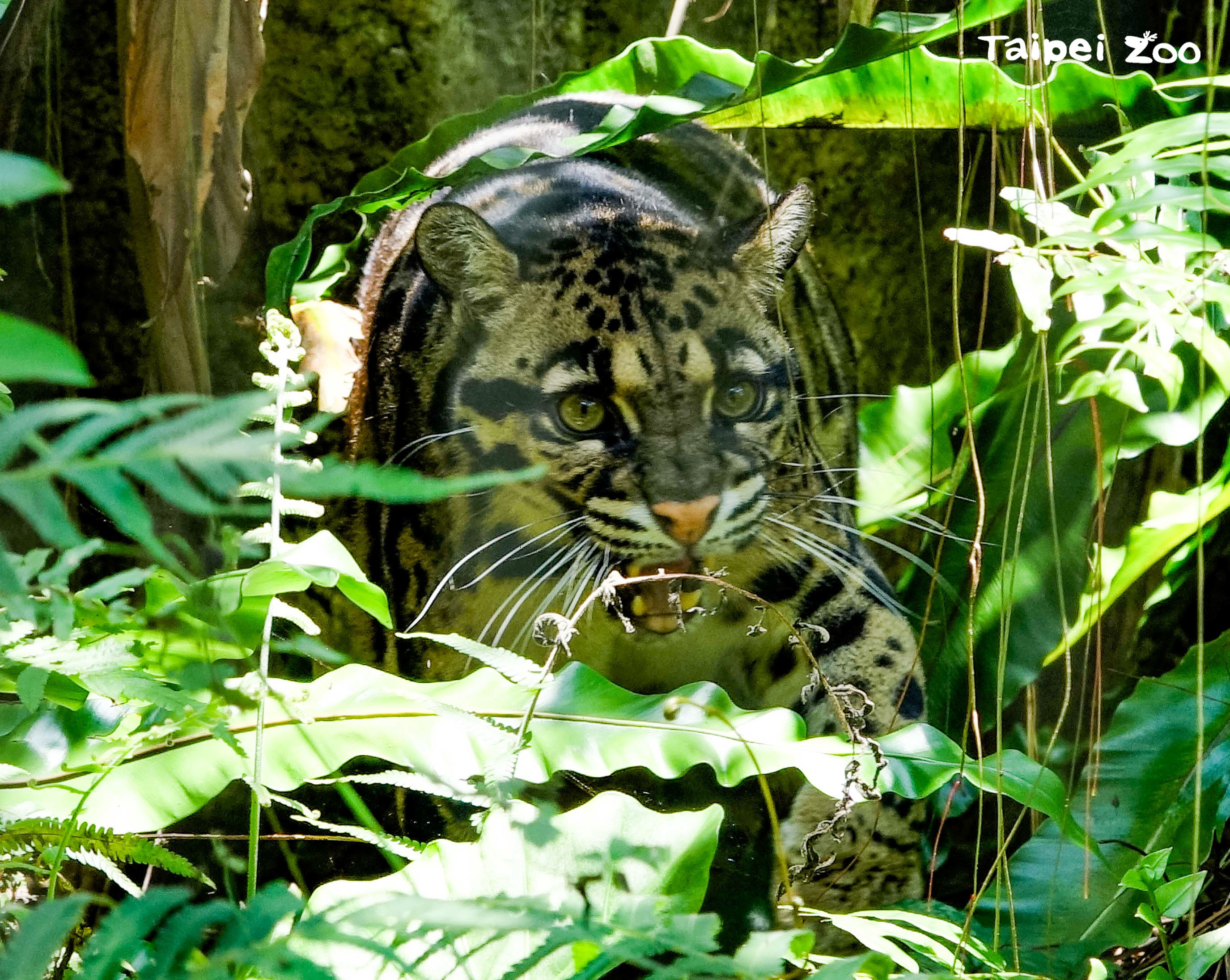 響應「國際雲豹日」，臺北市立動物園分享雲豹 Suki近況