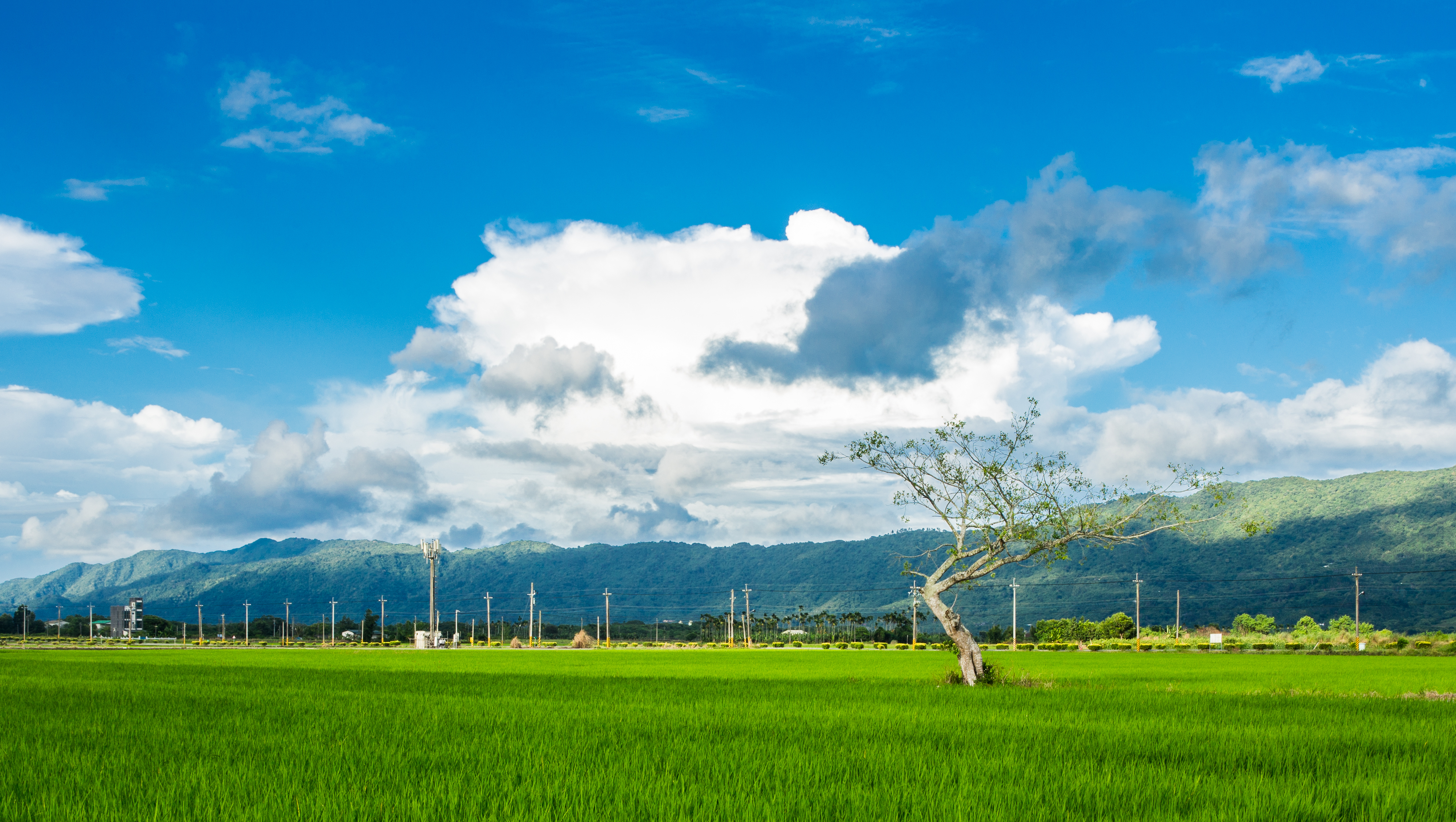 鳳林景點- 北林金土伯樹