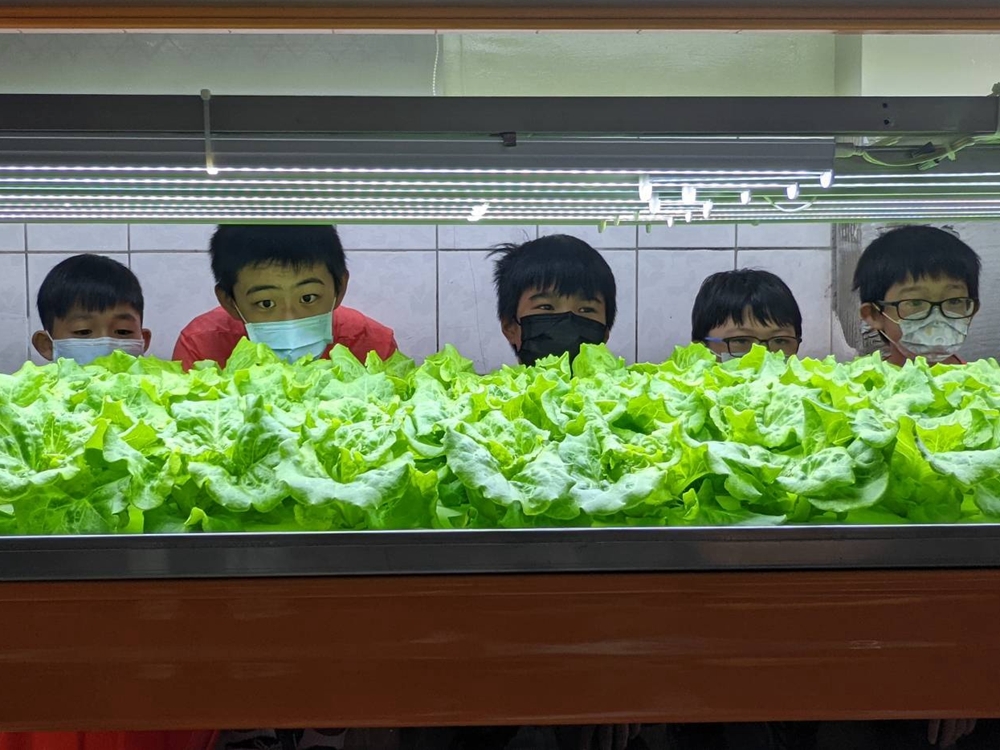 宜昌國小學童觀察溫室蔬菜