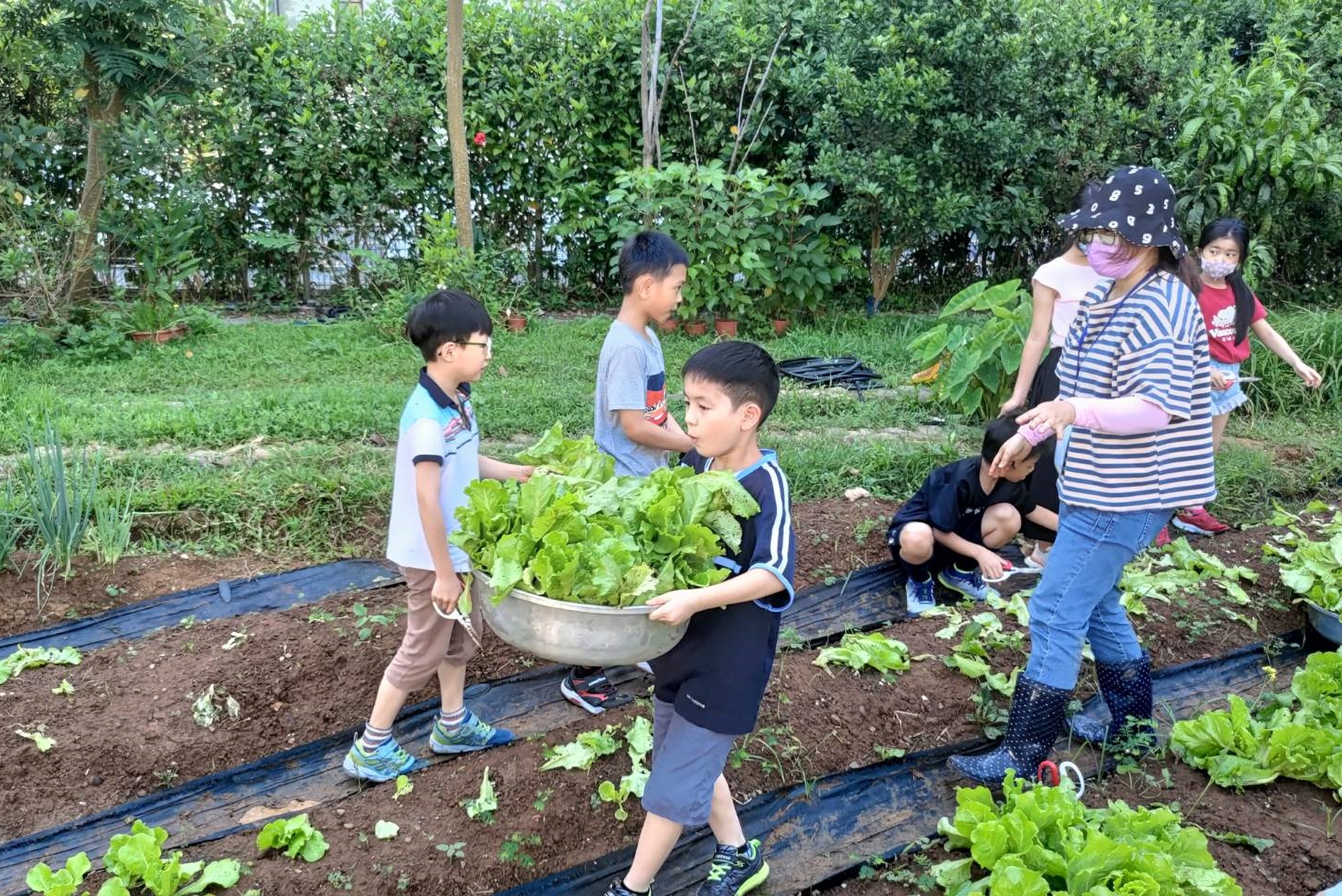 讓學生體驗親手栽種，真實感受與認識食物所有歷程，圖為新巿國小三年級採收萵苣(資料照)