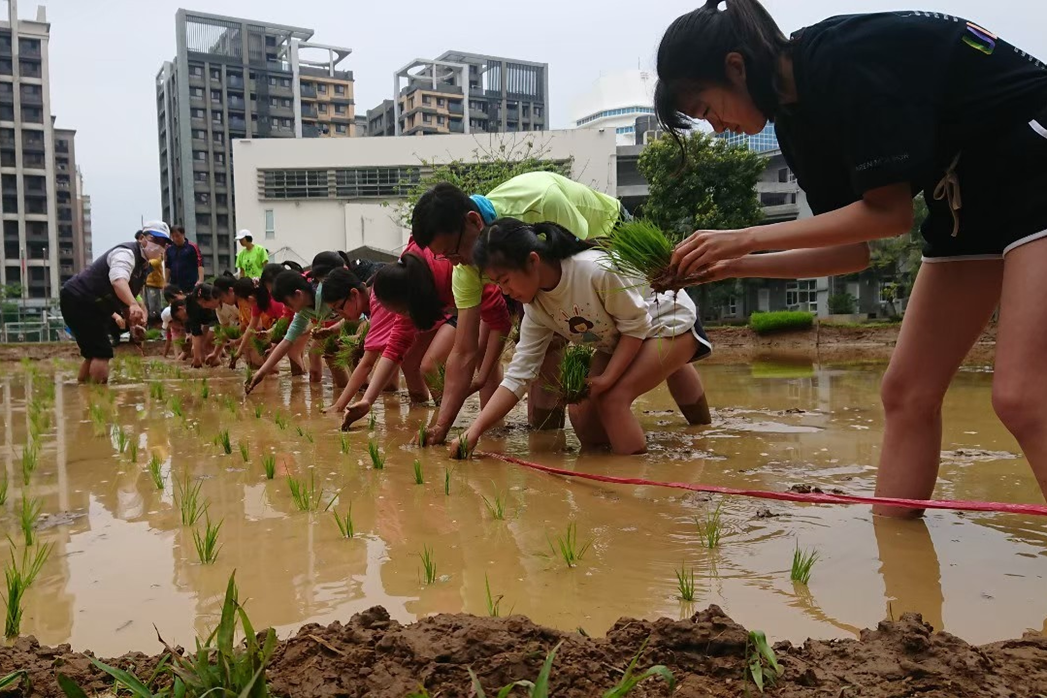 新巿國小位於淡海新市鎮的水泥叢林中，創校時即規劃一塊農園為推動食農教育之場域，圖為五年級插秧(資料照)