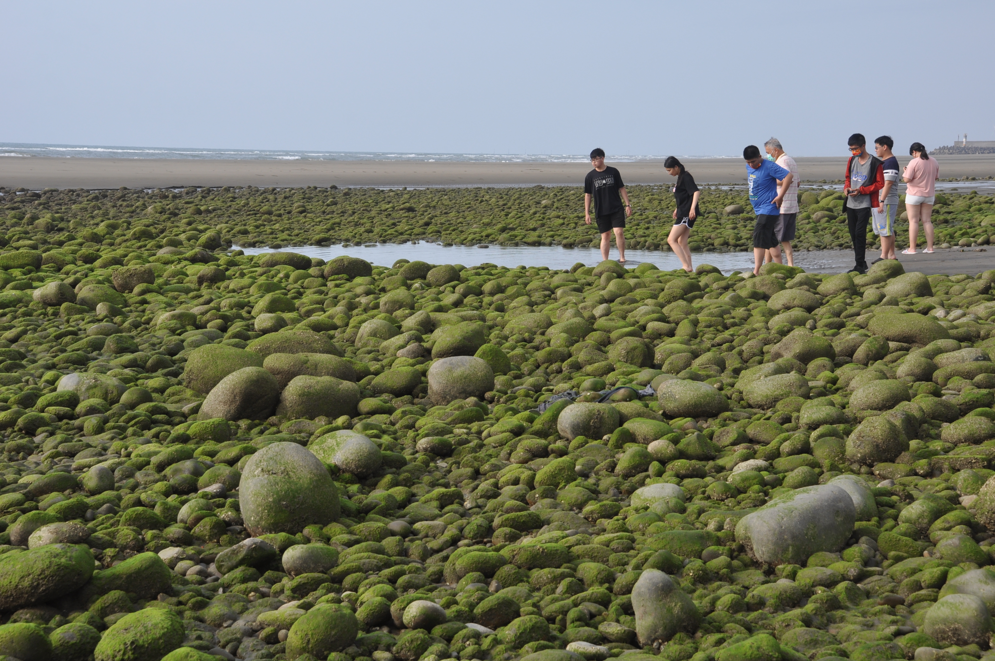 抹茶海岸五月正美麗（圖源：中州科大）