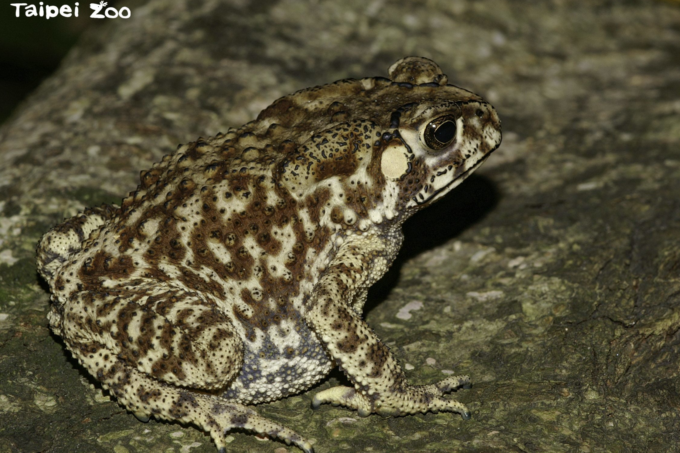 有本土青蛙或蟾蜍的地方環境是相對自然健康的，夜晚聽到蛙鳴別再嫌牠們吵喔！