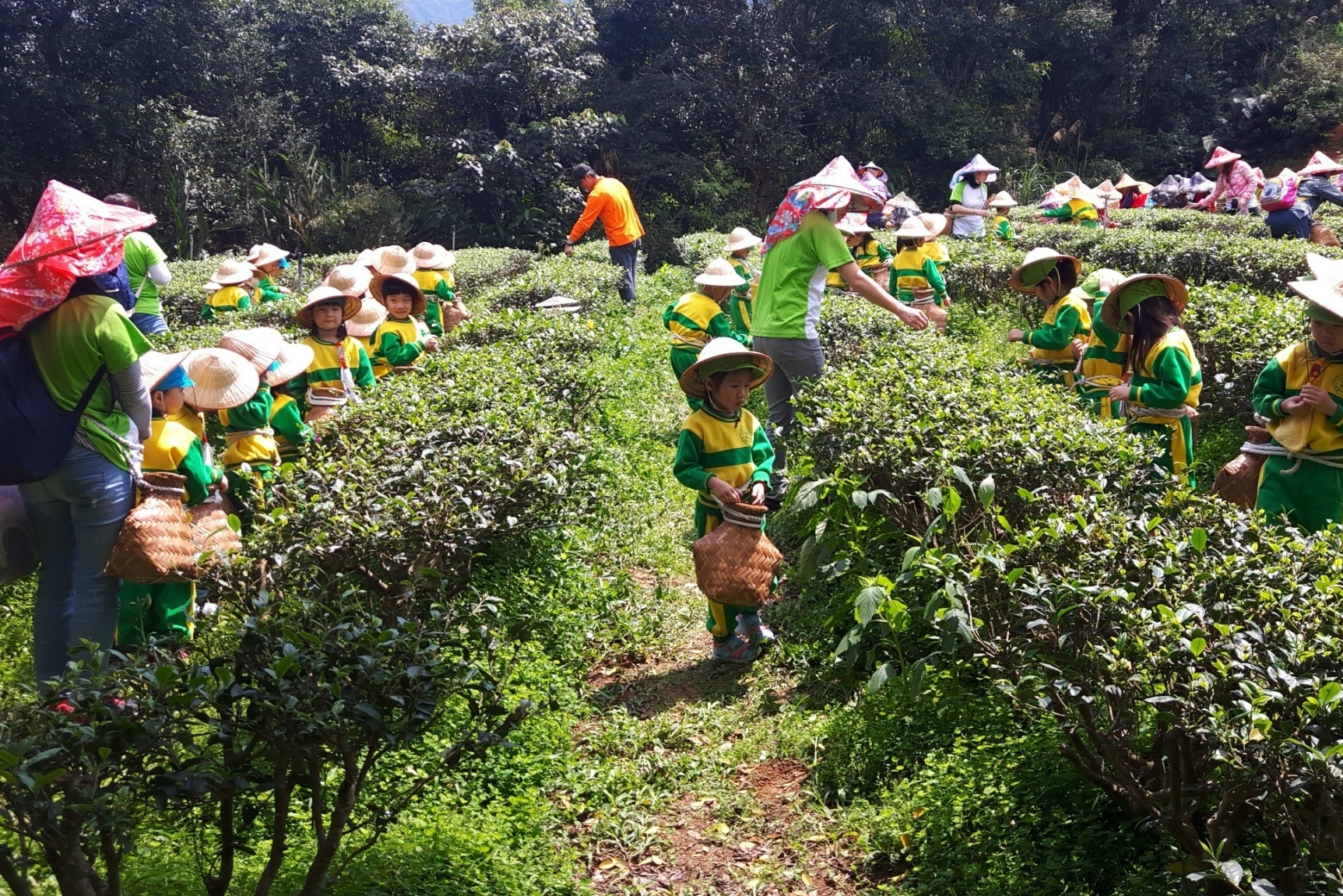 文山農場採茶趣