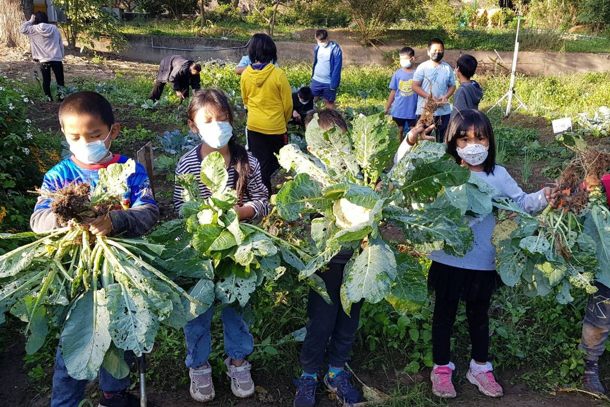 幸福農場蔬菜大豐收
