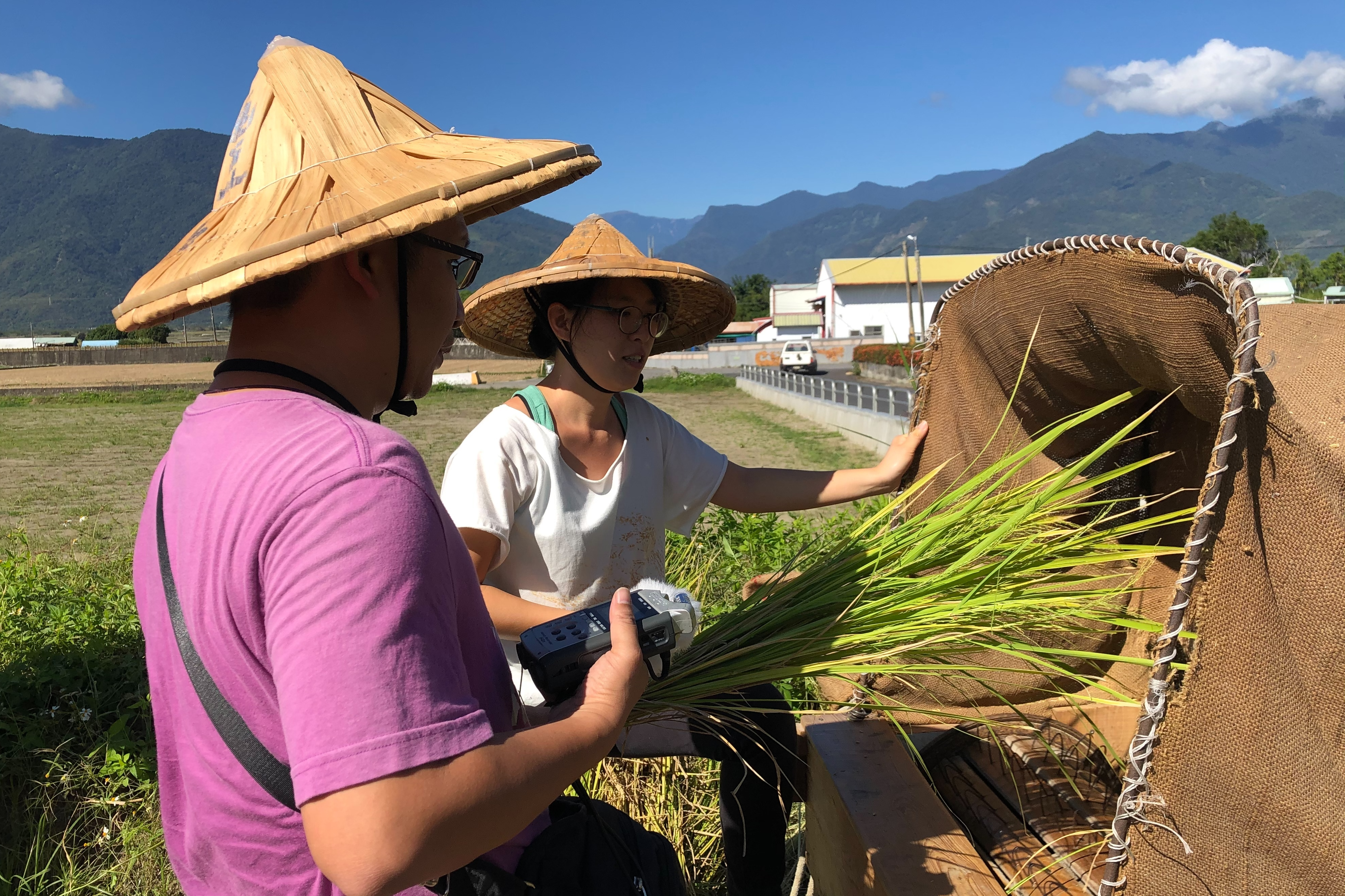 農村稻米收割體驗
