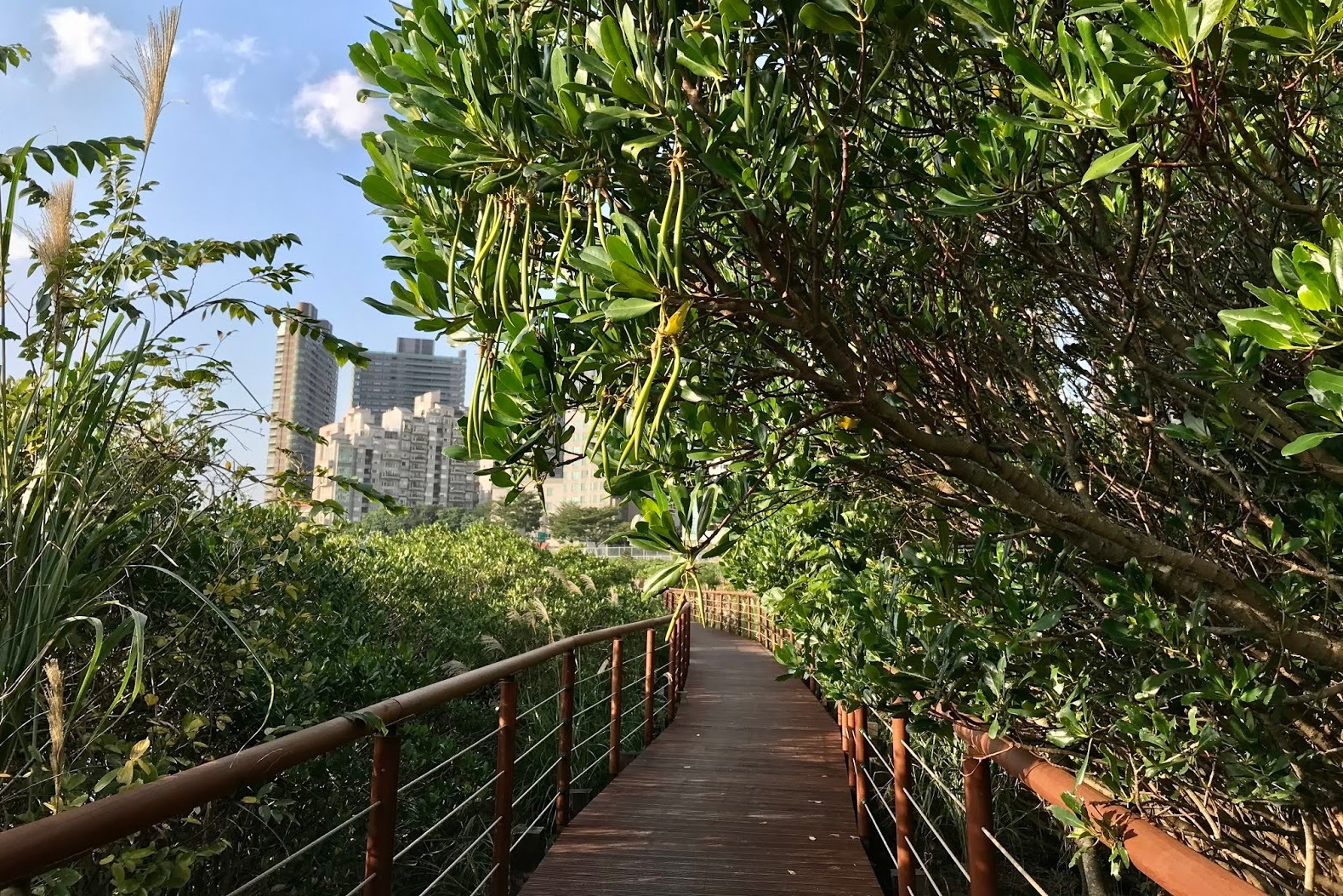 紅樹林木棧道（照片來源：紅樹林生態教育館）