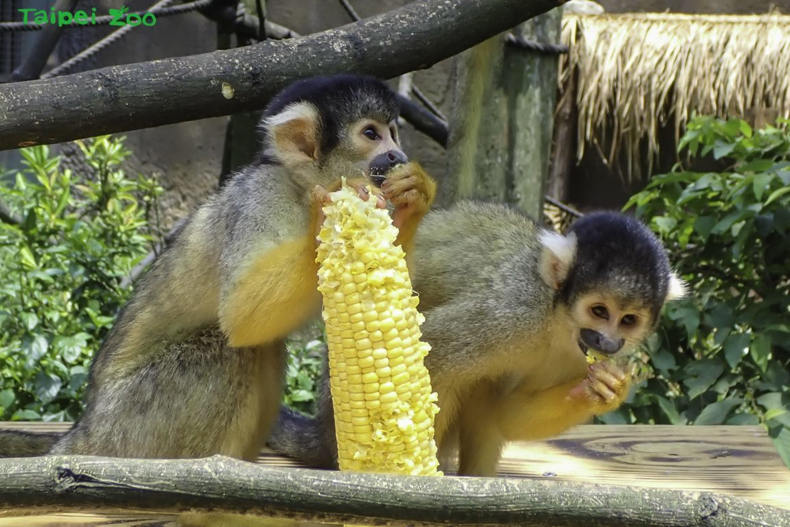 不分切的玉米延長松鼠猴的採食時間(圖片來源:臺北市立動物園)