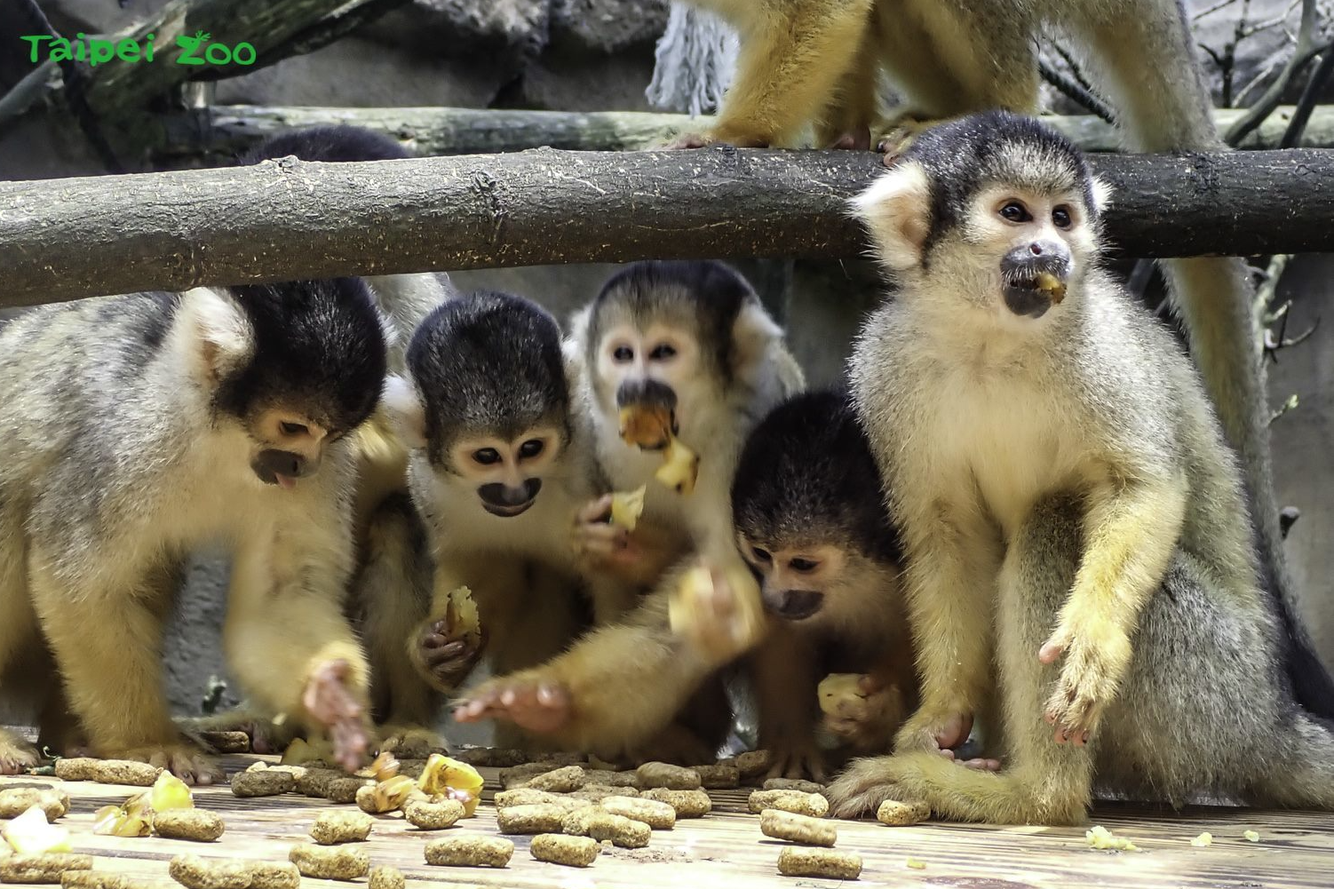 黑冠松鼠猴用餐時相當熱鬧(圖片來源:臺北市立動物園)