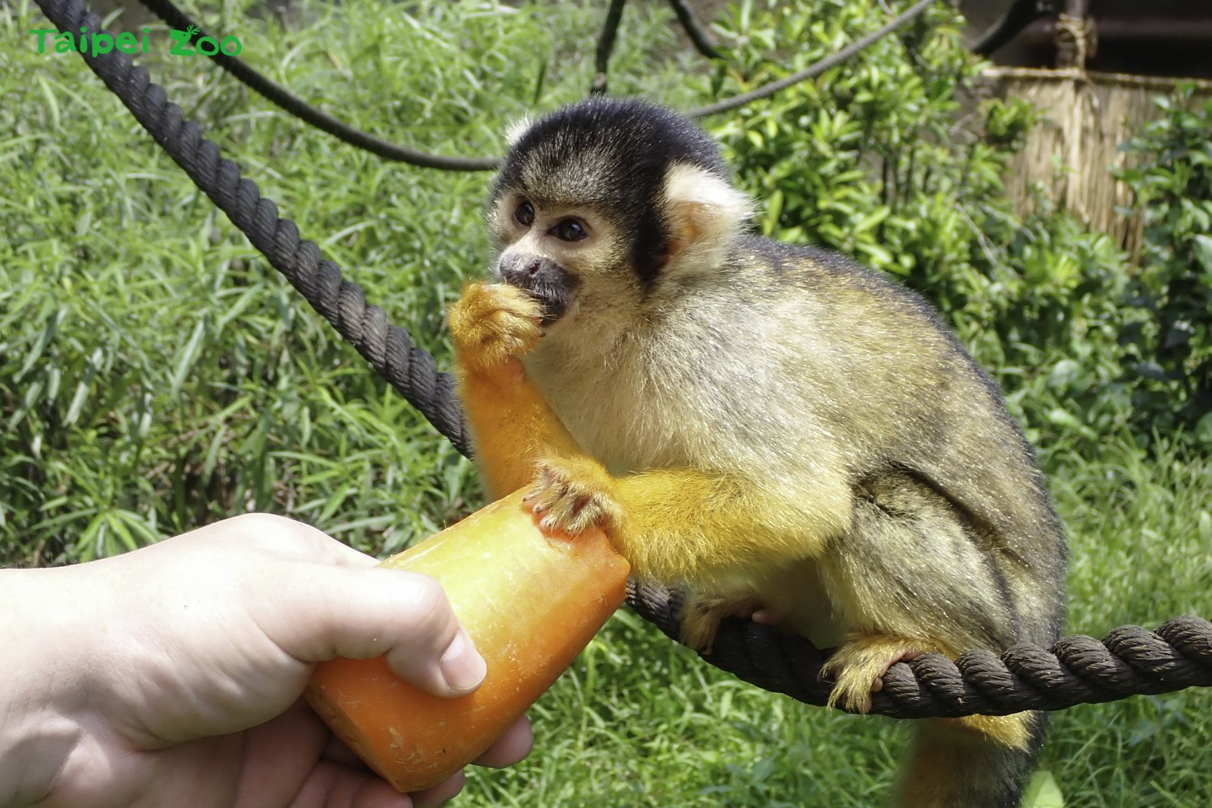 松鼠猴享用保育員手中的紅蘿蔔(圖片來源:臺北市立動物園)