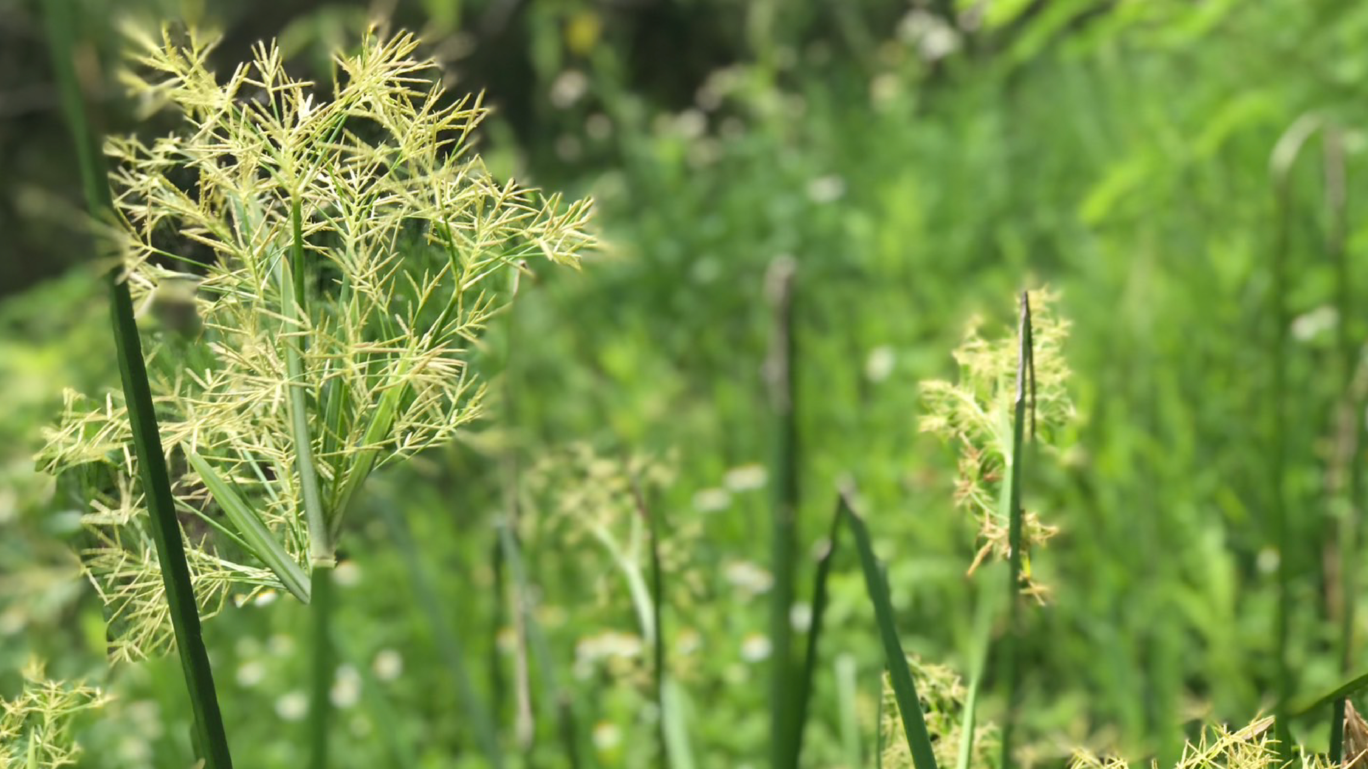 傳統植物課的單葉鹹草