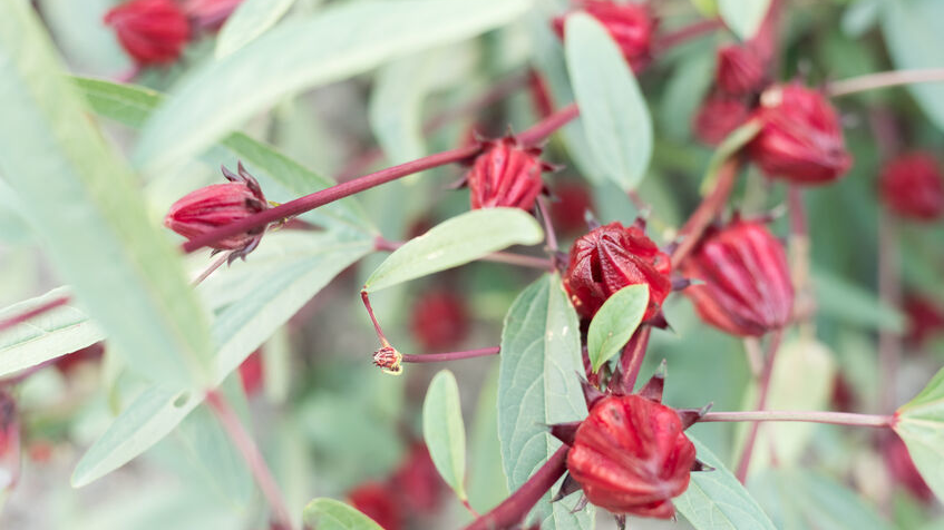 Red roselle flowers in the farm at Luye, Taitung, Taiwan
