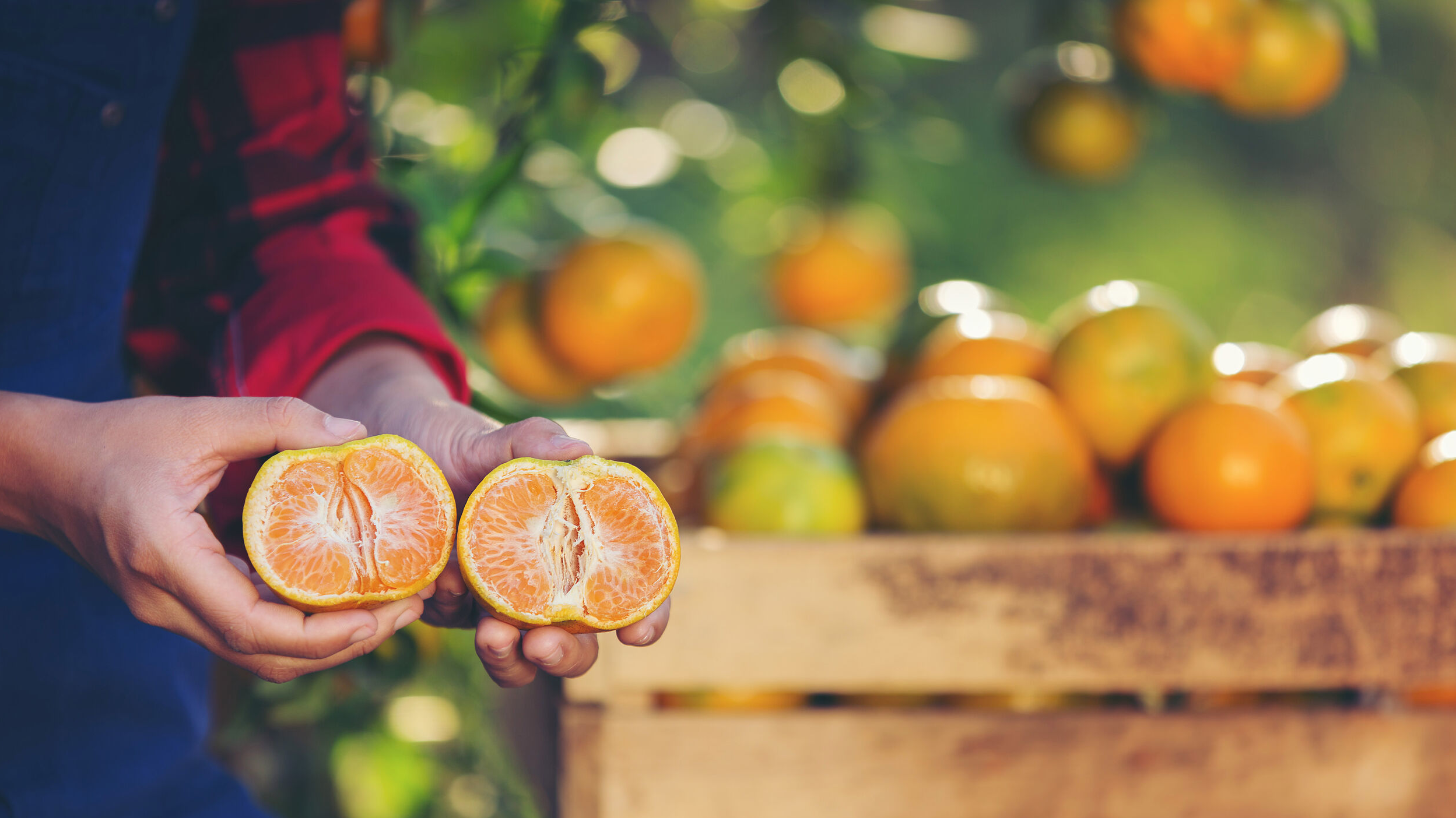 Fresh oranges on citrus tree in the garden.