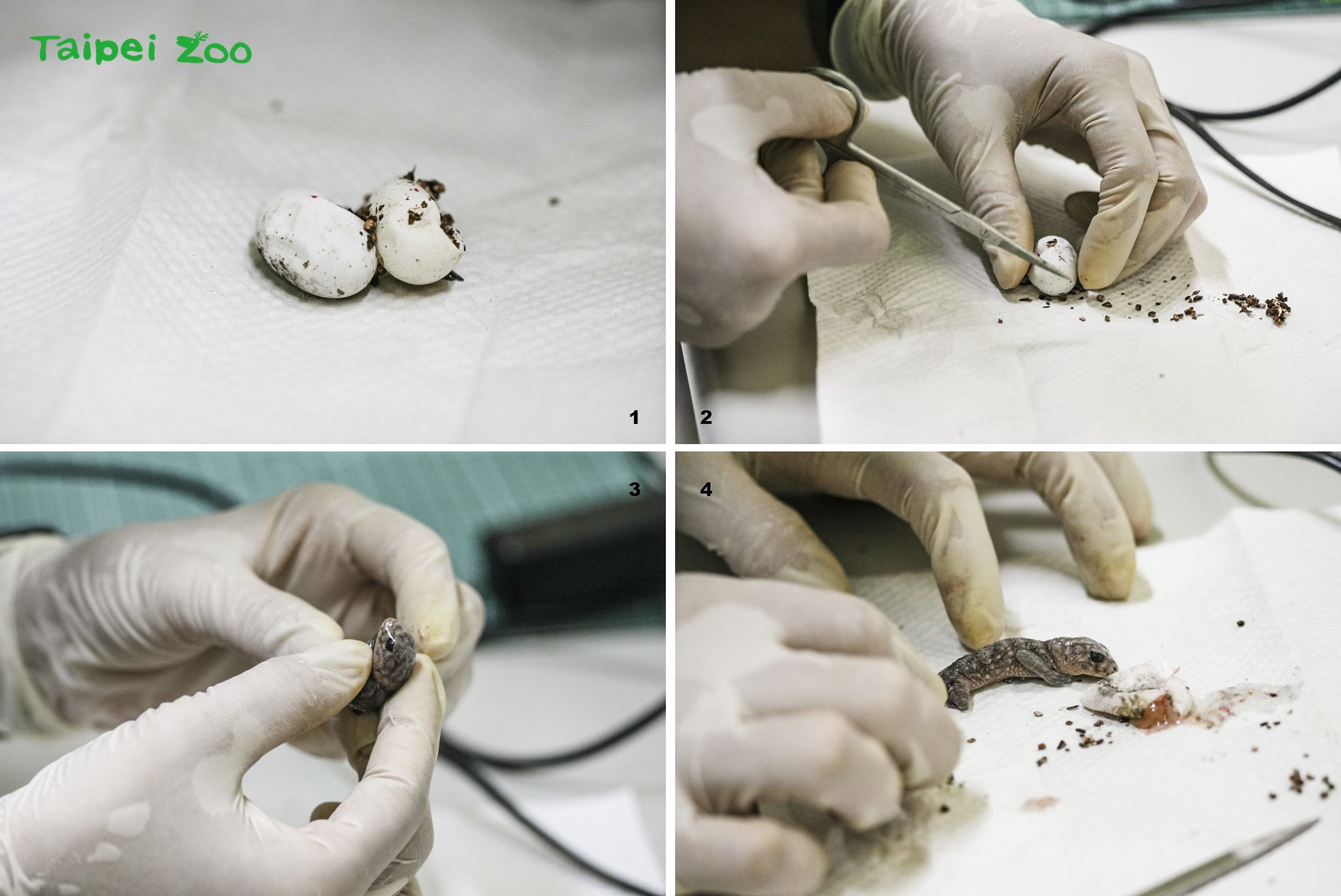 保育員「出手」剪蛋殼(圖:臺北市立動物園提供)